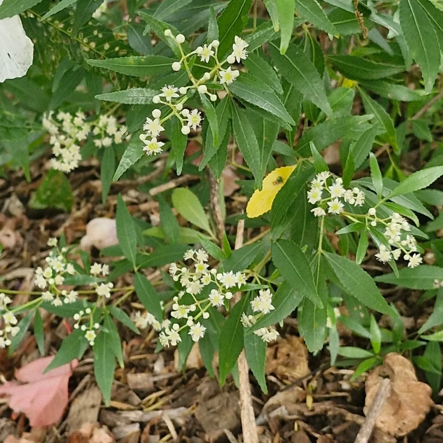 Landscape Plant 2.jpg