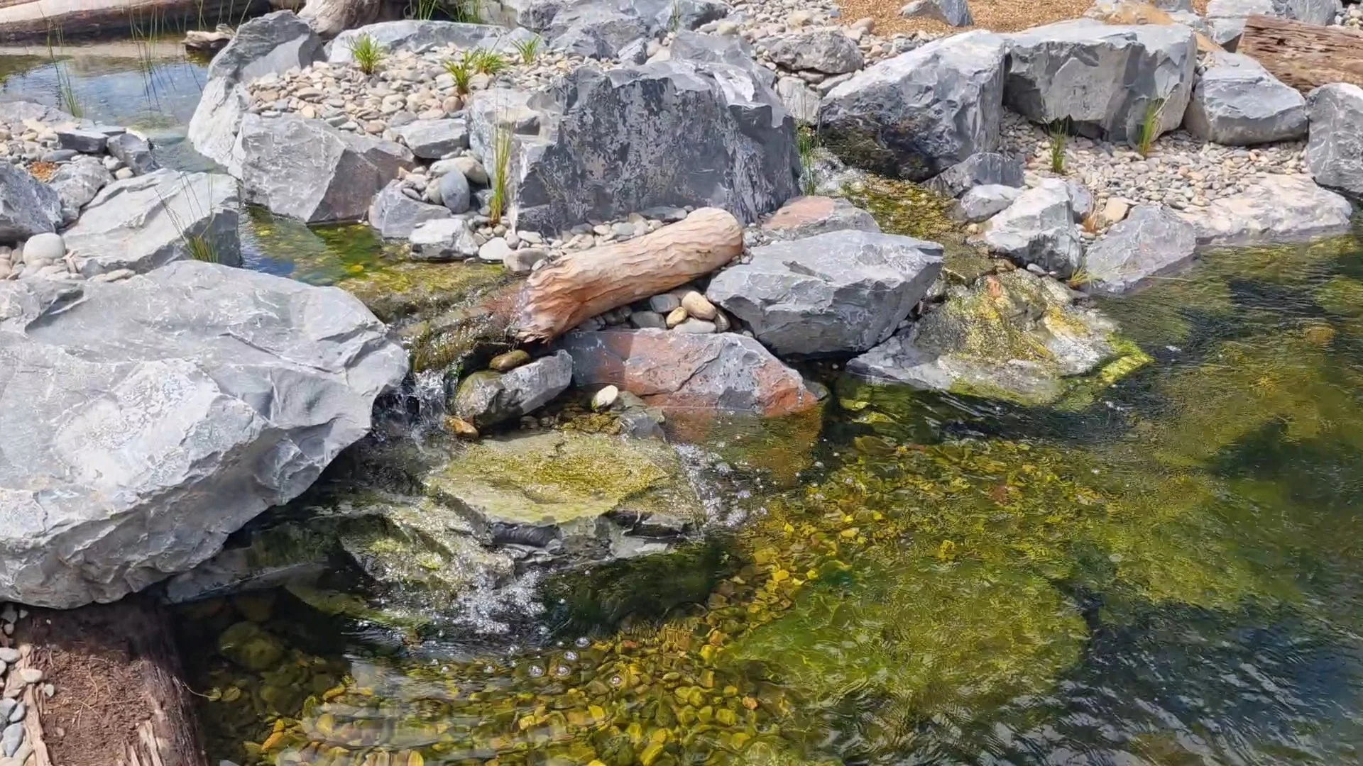 A rocky stream with clear water flowing over yellow and green algae, surrounded by large gray rocks and small plants.