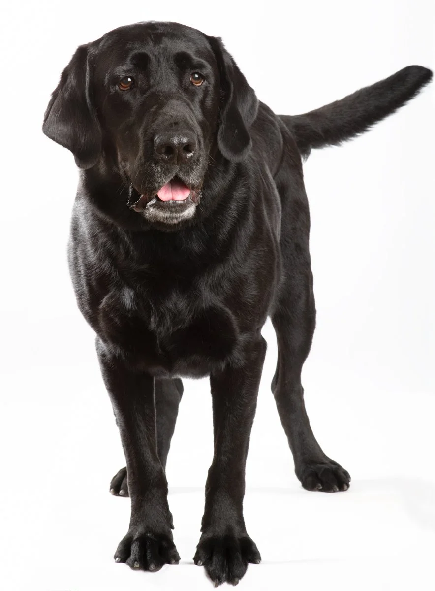 Sire-058.jpg