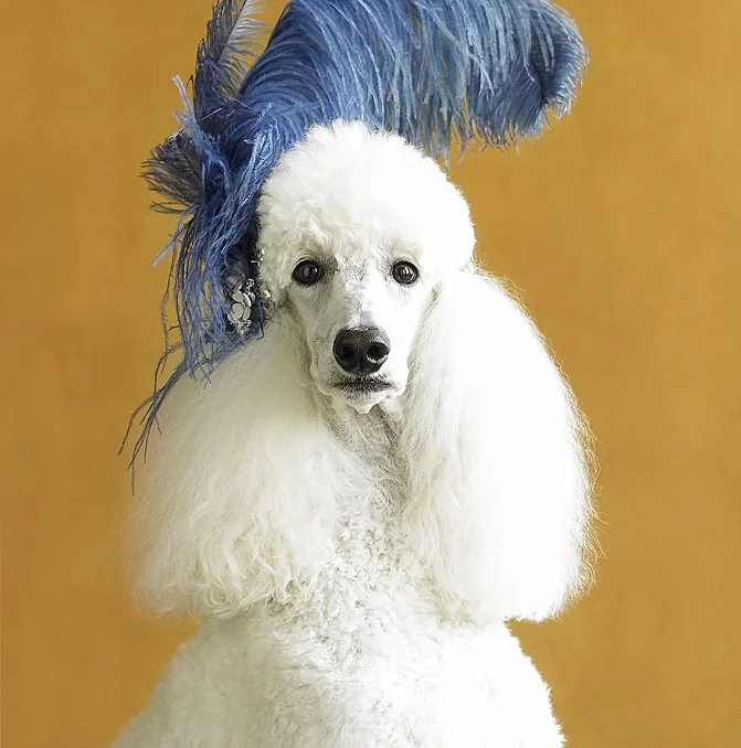 A white poodle wearing a large blue feathered headpiece against a plain gold background.