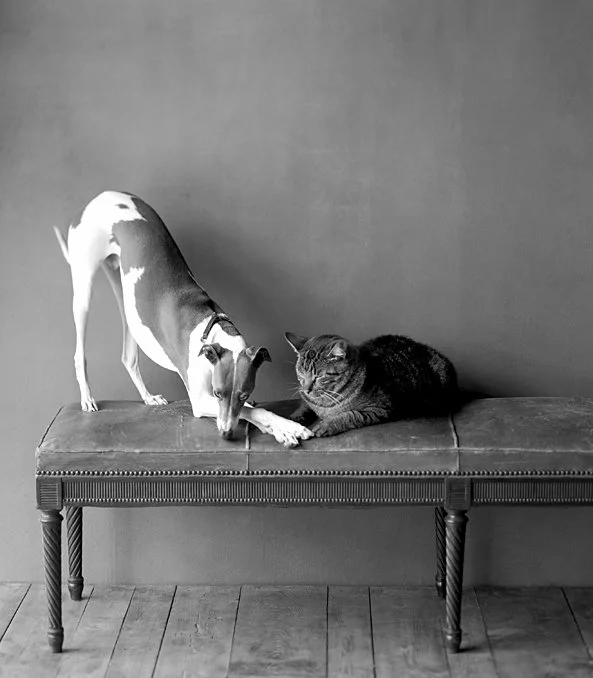 A dog and a cat lying on a bench, with the dog reaching out and touching the cat's paw.