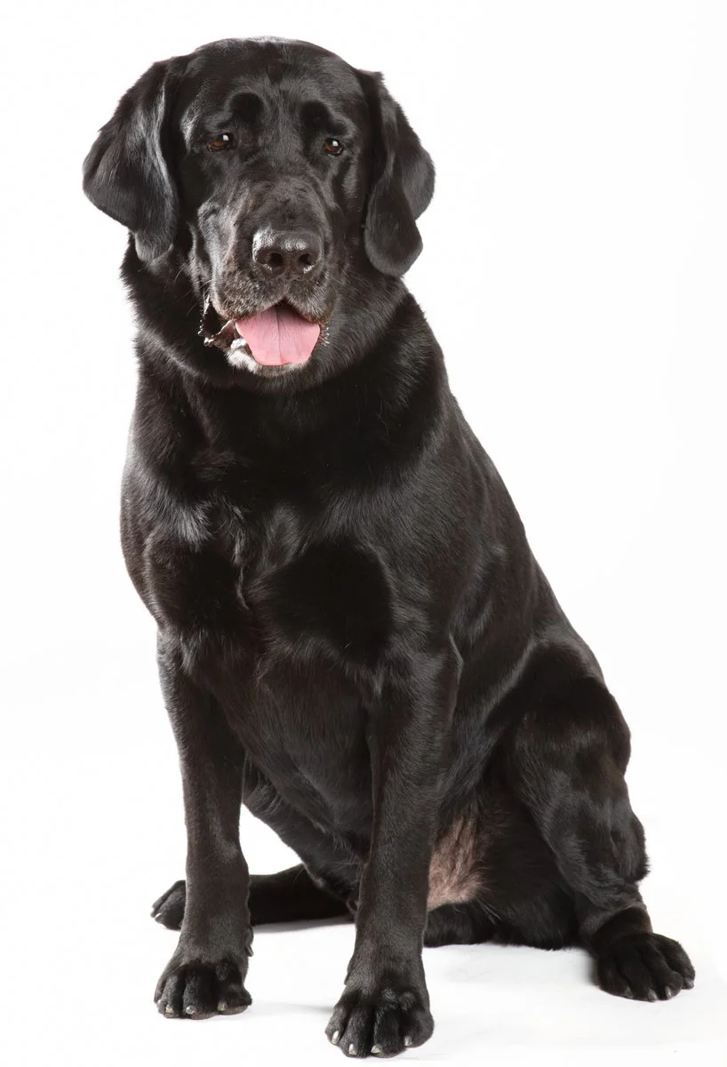 Sire-070.jpg