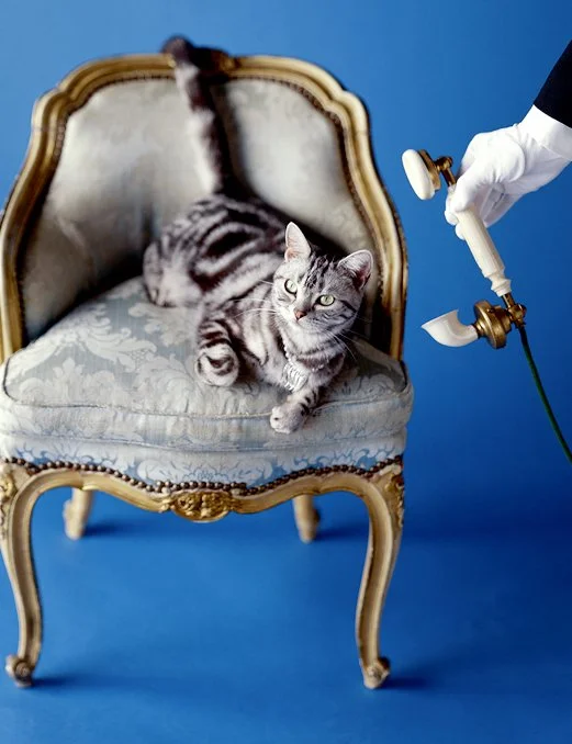 A gray tabby cat lying on an elegant vintage armchair with a light upholstery, against a blue background. A gloved hand is holding a vintage-style telephone receiver attached to a stand.