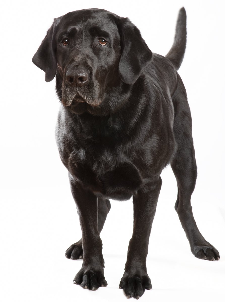 Sire-054.jpg