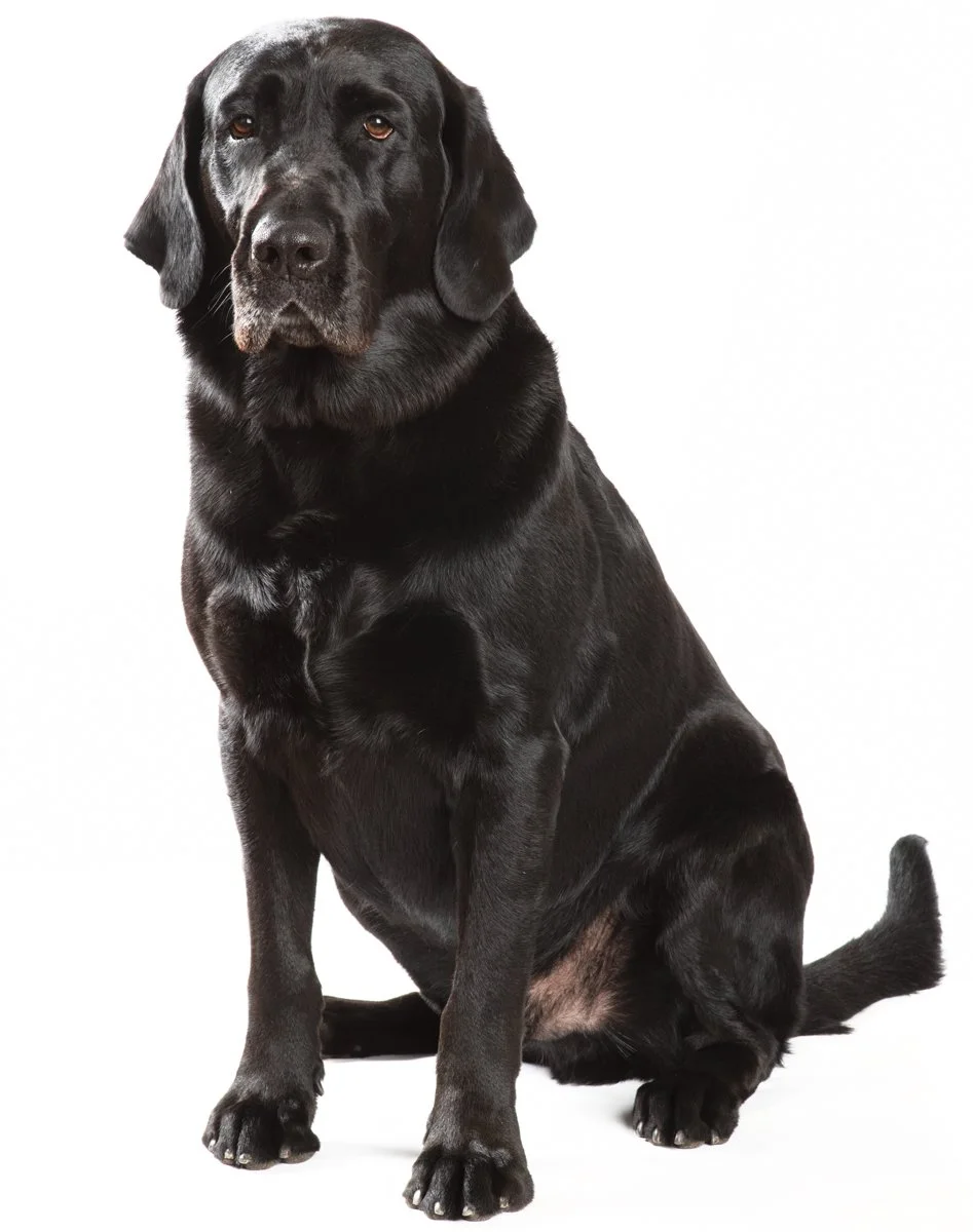Sire-010.jpg