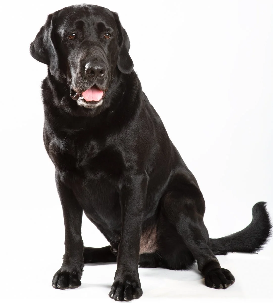 Sire-044.jpg