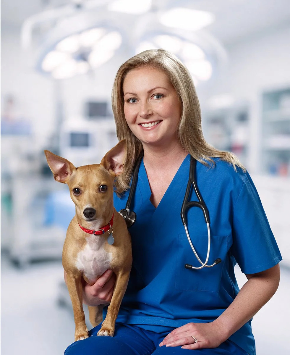 A female veterinarian in blue scrubs with a stethoscope around her neck holding a small tan dog with large ears in a veterinary clinic.