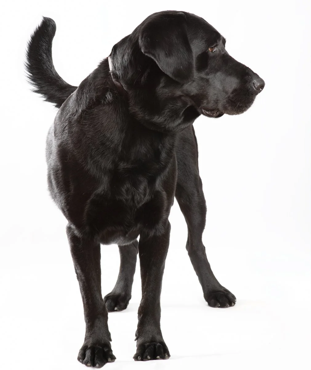 Sire-084.jpg