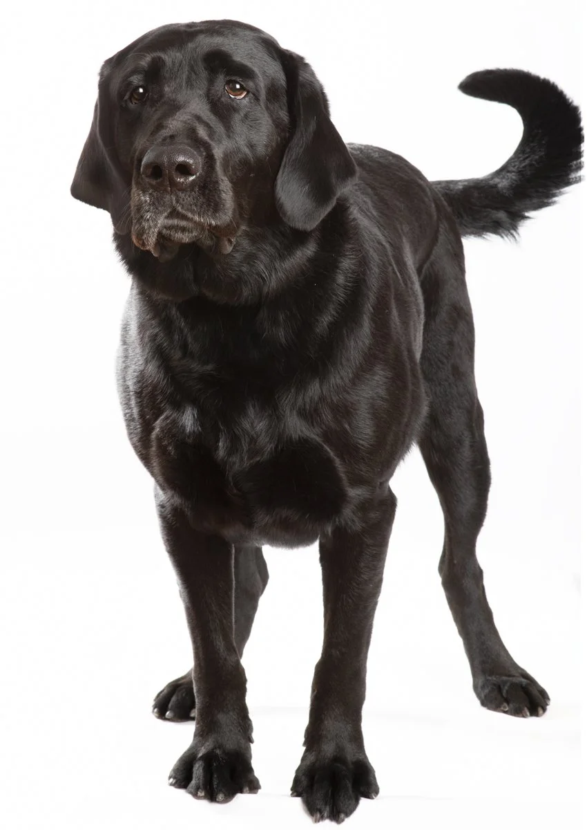 Sire-053.jpg