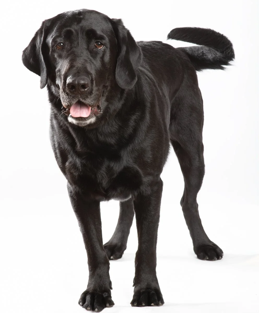 Sire-087.jpg