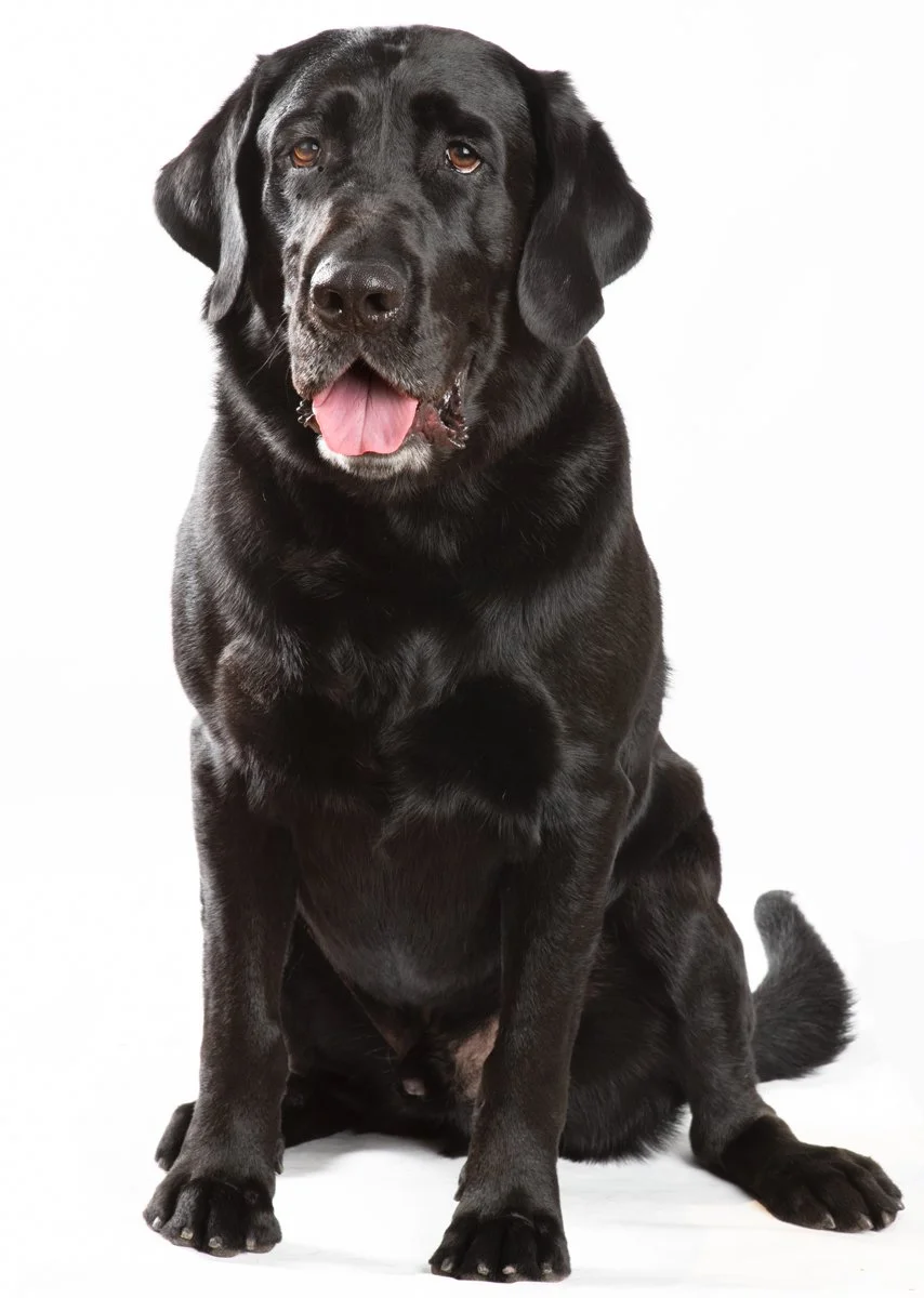 Sire-100.jpg