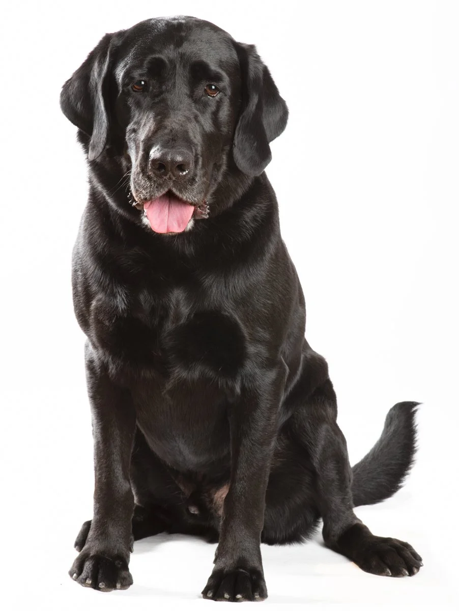 Sire-099.jpg