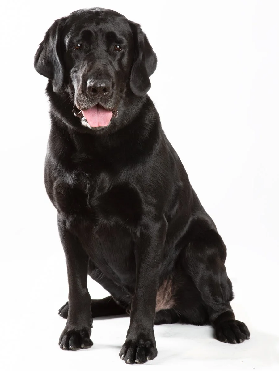 Sire-071.jpg