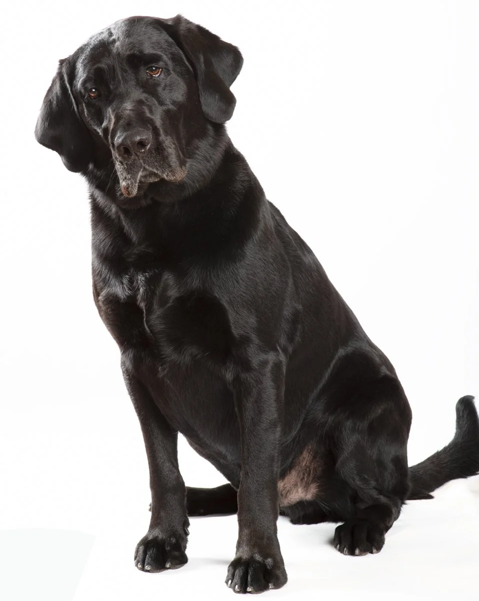 Sire-003.jpg