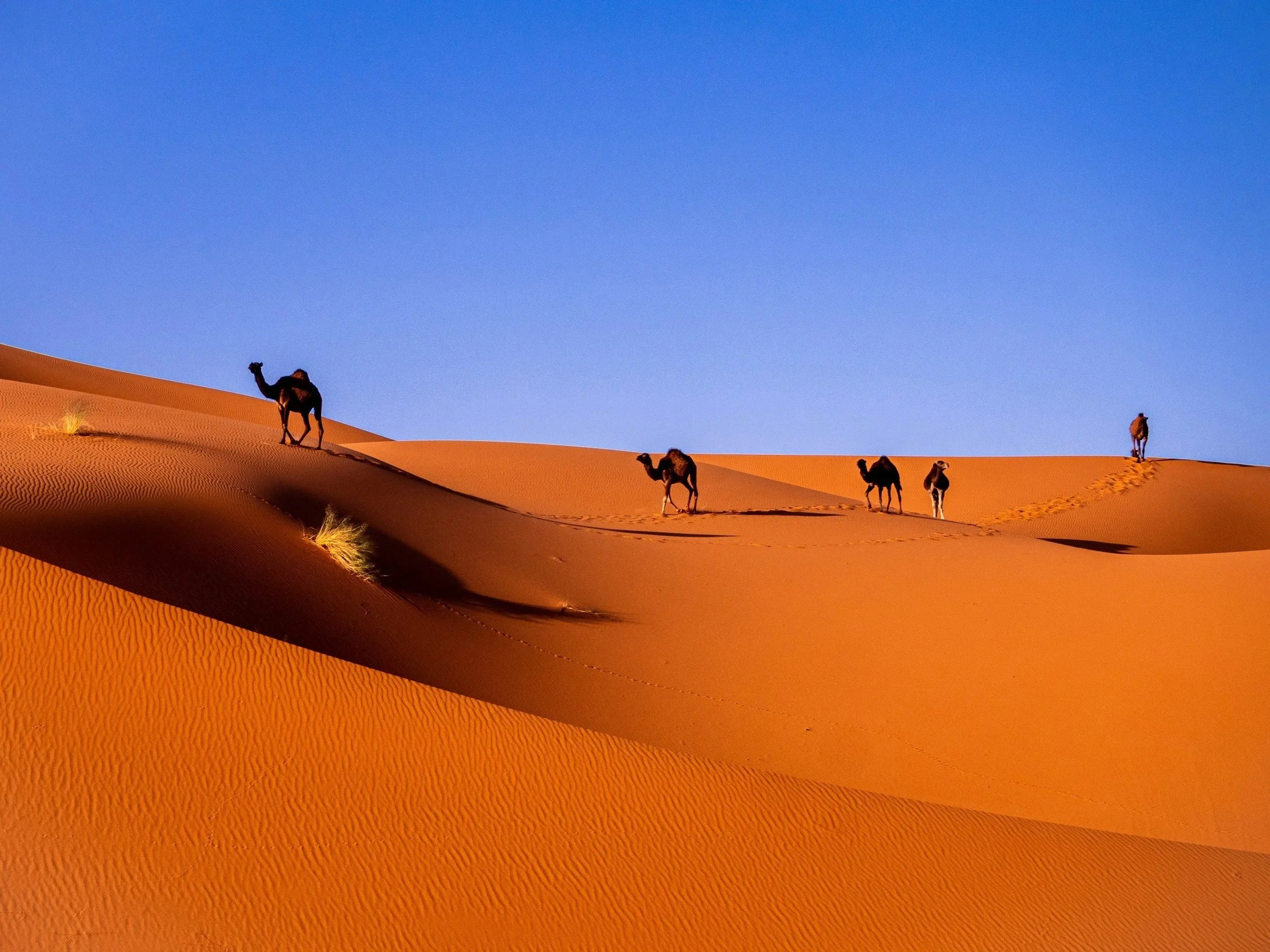 Colors of Morocco | Apr 20-May 3, 2028