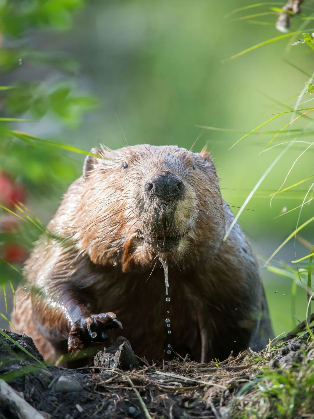 The plan to bring beavers, eagles and crystal-clear rivers to Reading