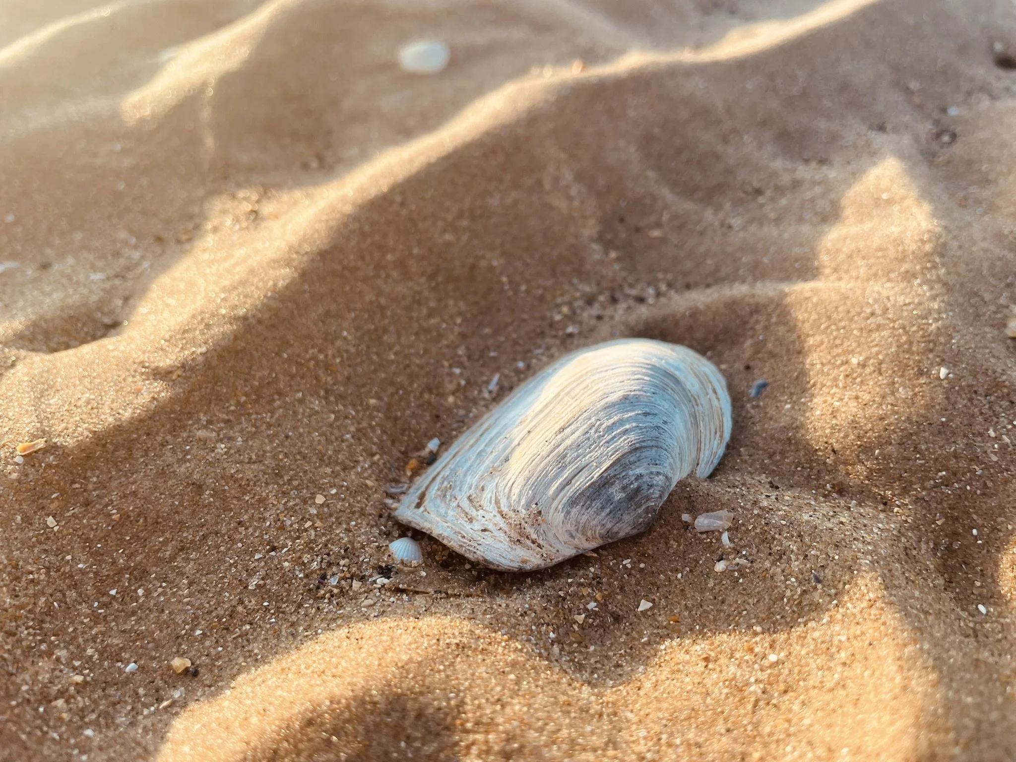 A close-up of a sand-covered beach with a white seashell partially buried in the sand in the foreground.