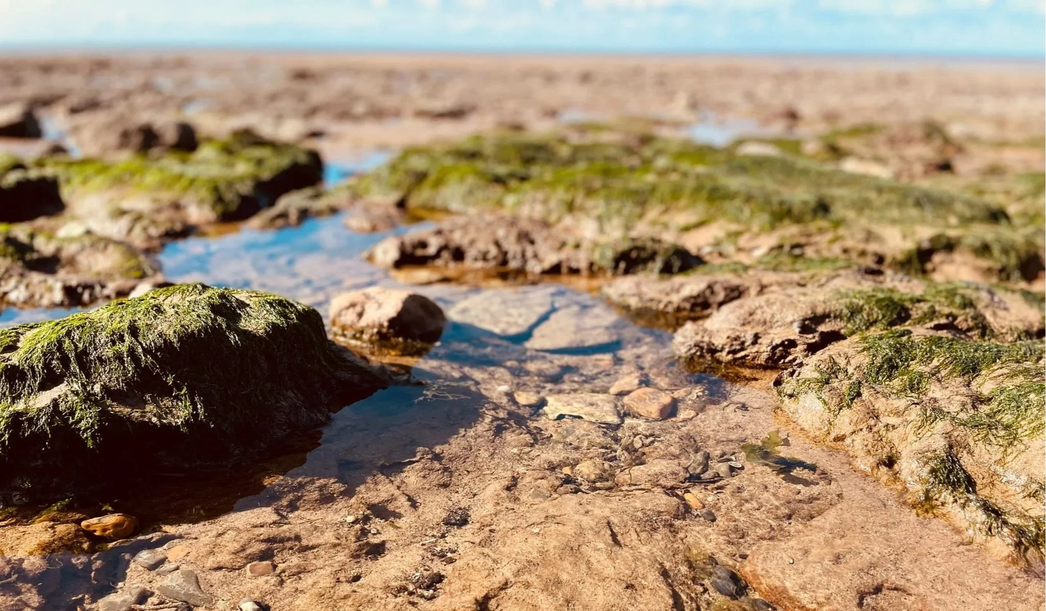 Close-up of wet rocks and sand on a beach with patches of green moss, small pools of water, and larger rocks in the background, under a clear sky.