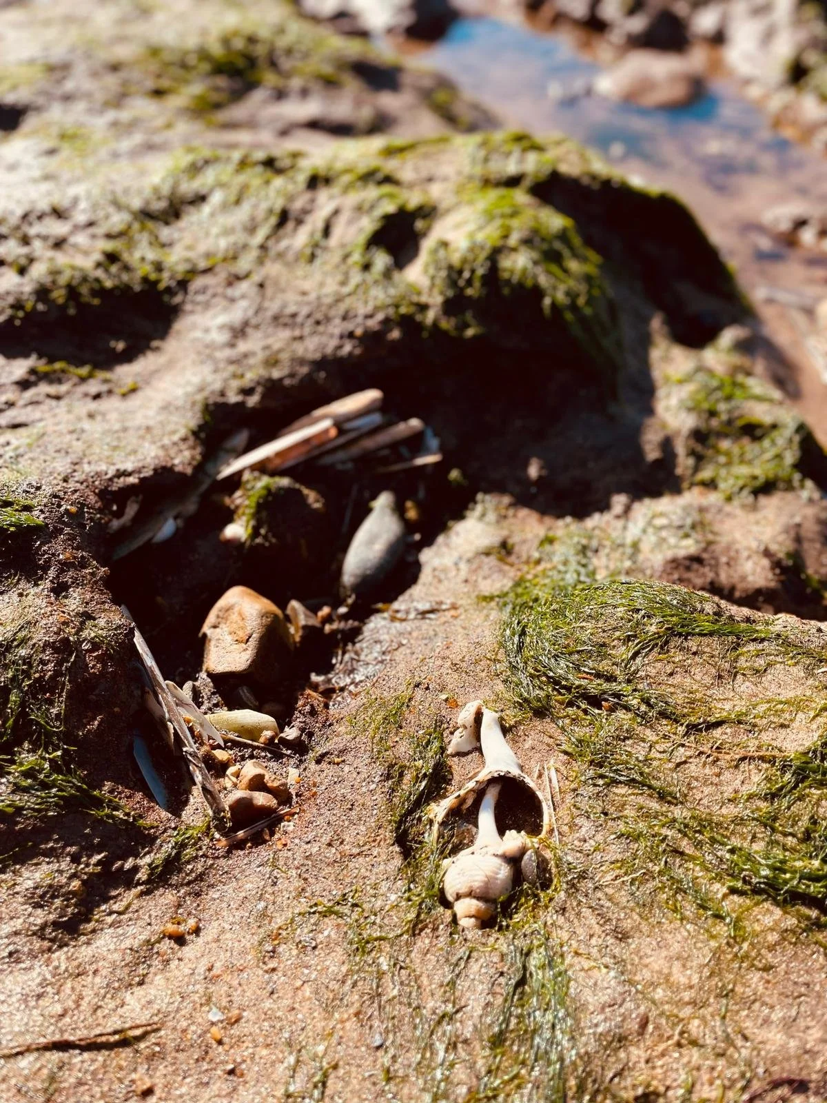 A close-up of a rocky beach with shells, small stones, seaweed, and moss, with a small indentation in the sand and water in the background.