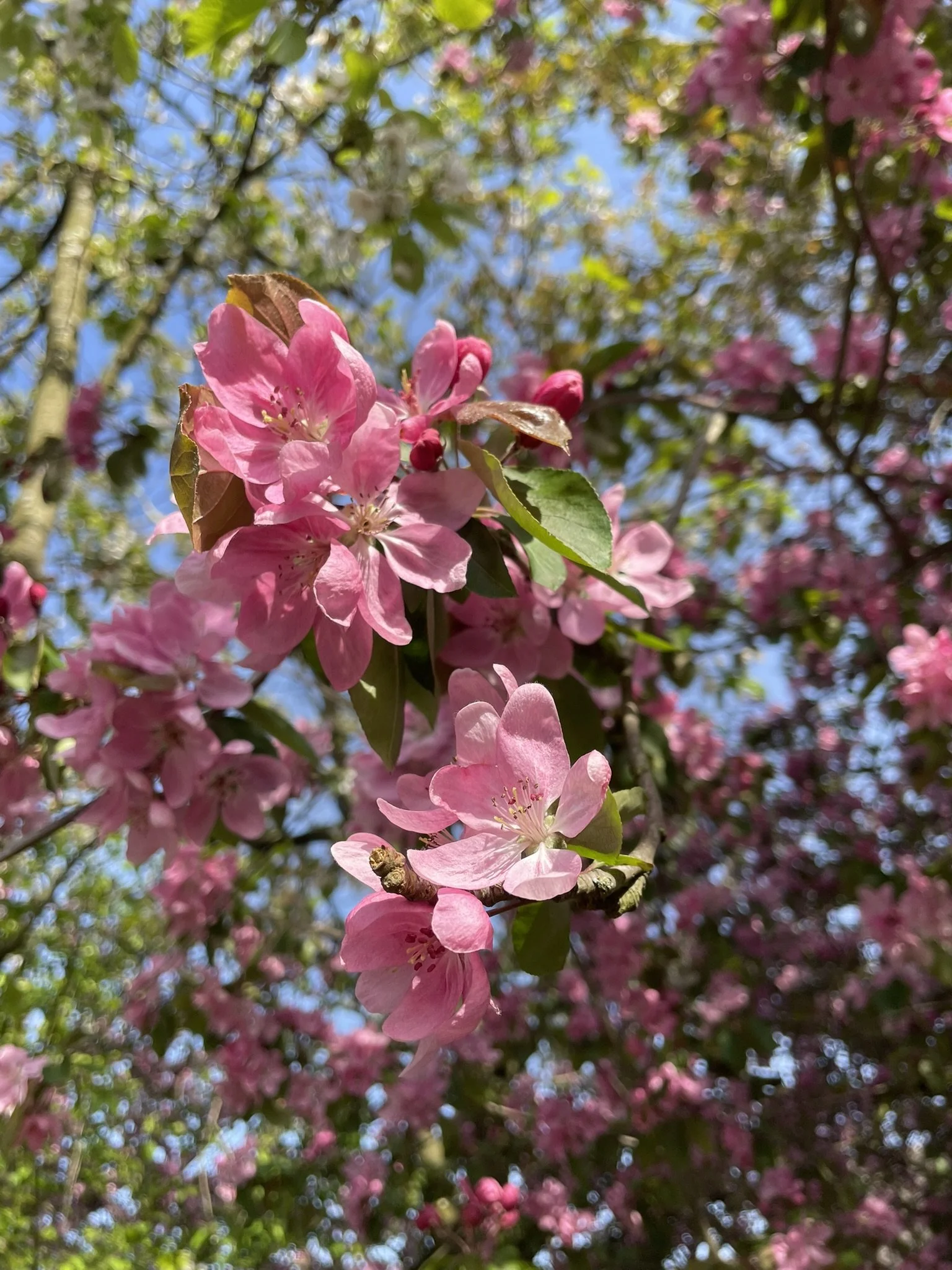 Close-up of pink flowering tree blossoms with blue sky background and green leaves.