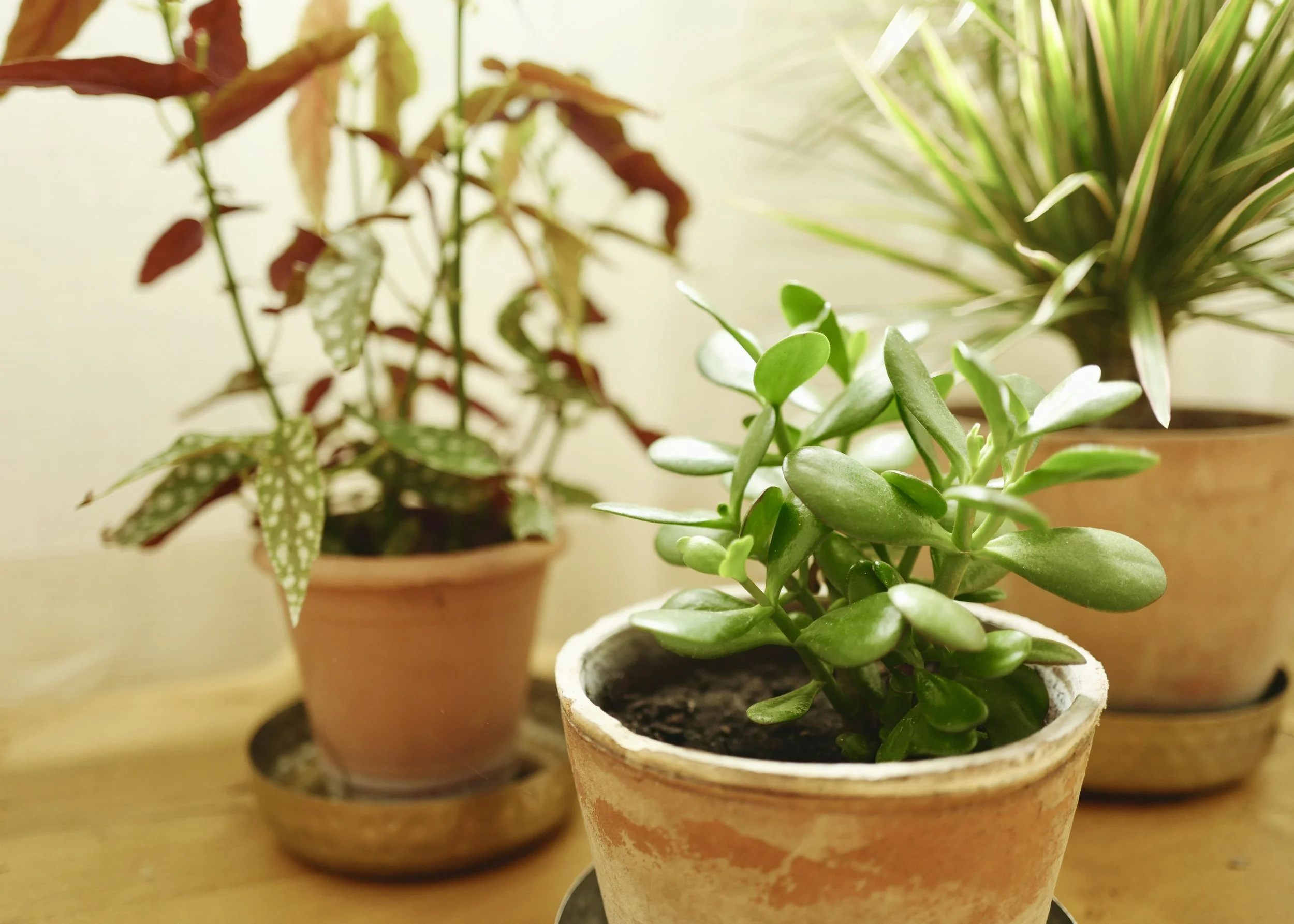 wohnliches Ambiente in den Gästezimmern