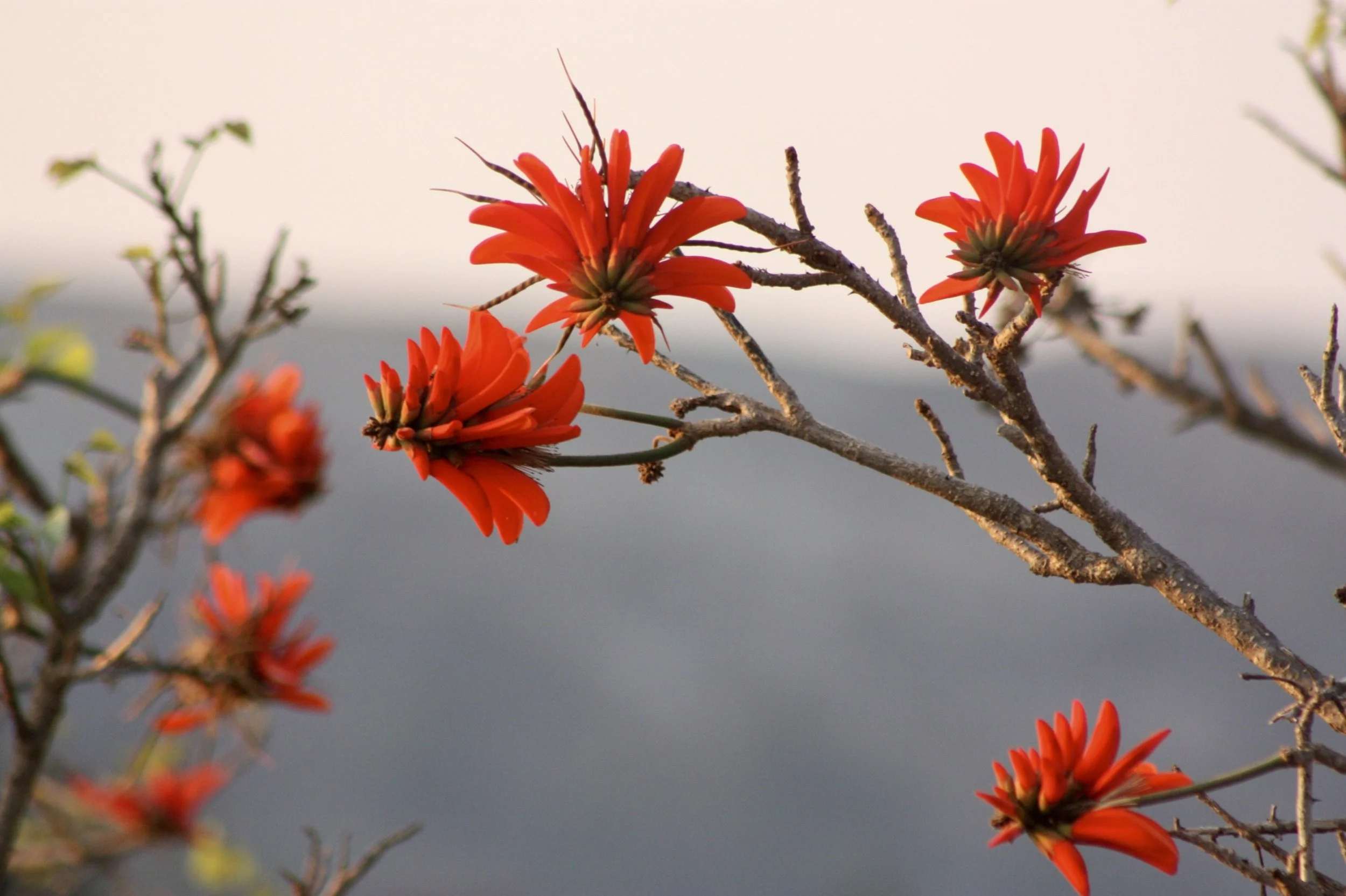 Coral tree blossoms, some in focus, some not, sit atop thin branches against a grey sky.