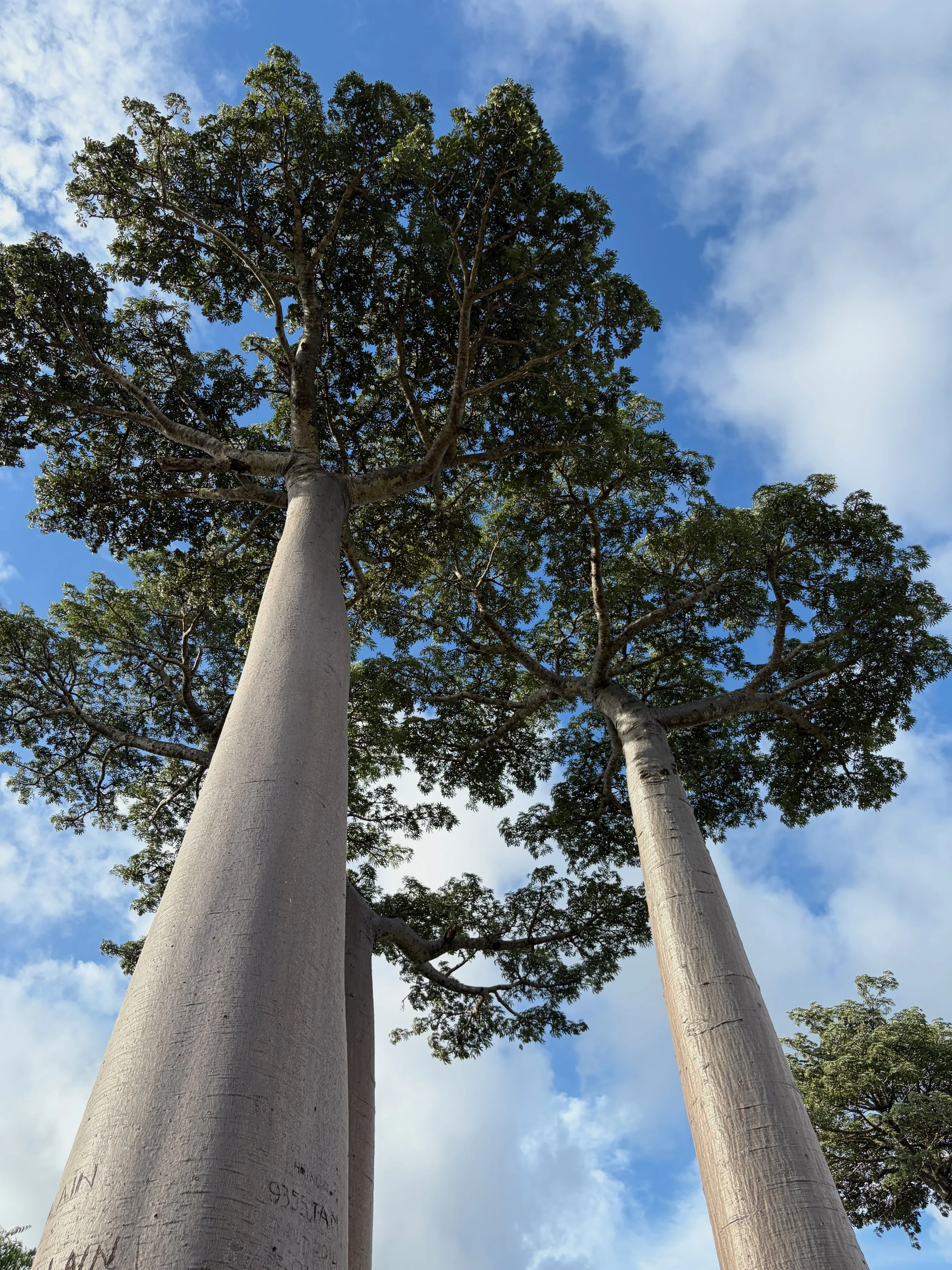 Two tall trees with thick, straight trunks and lush green foliage against a partly cloudy blue sky.
