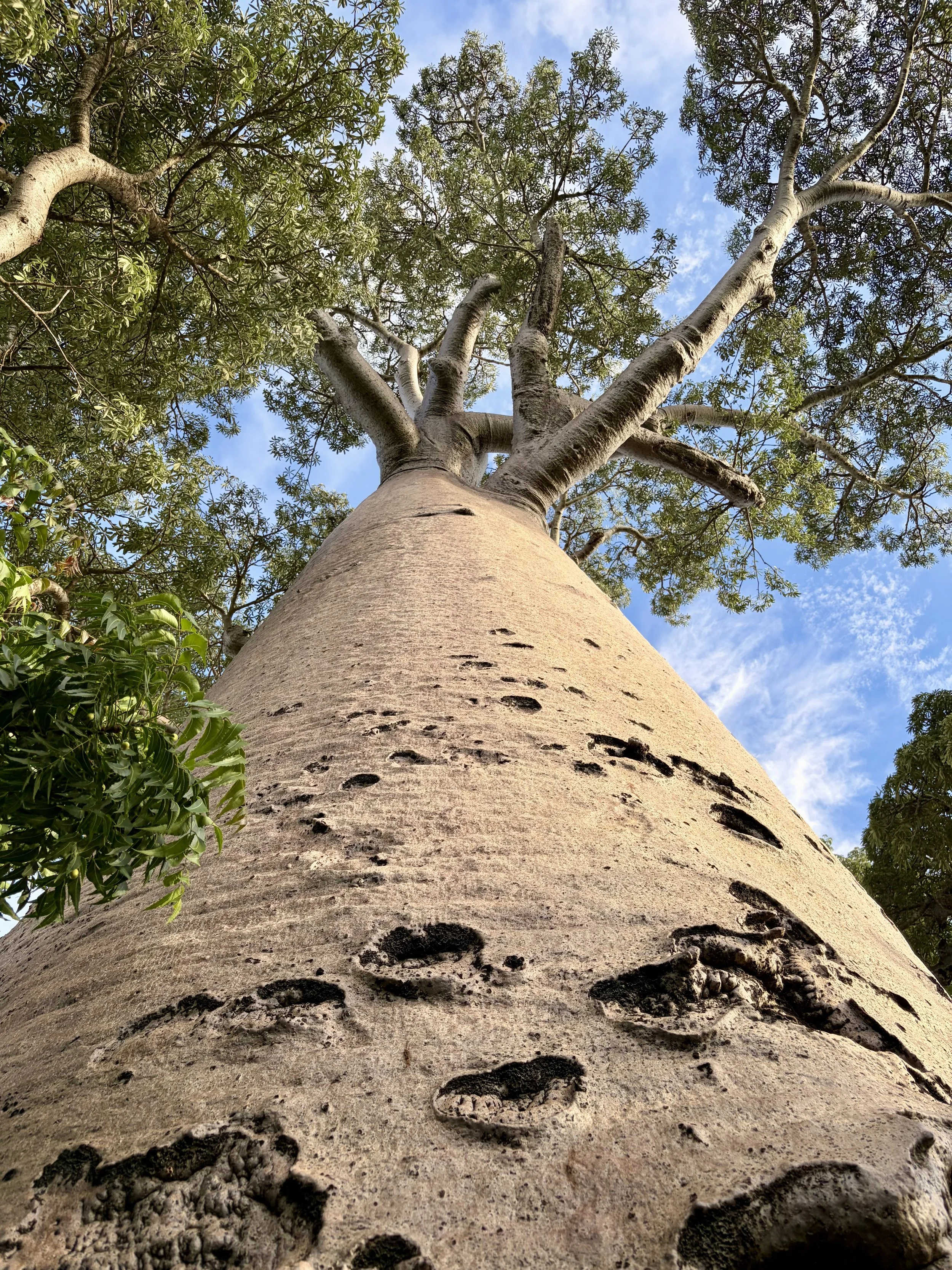 Looking up from the trunk of a baobab tree to the foliage above behind which the sky and a few clouds are visible.