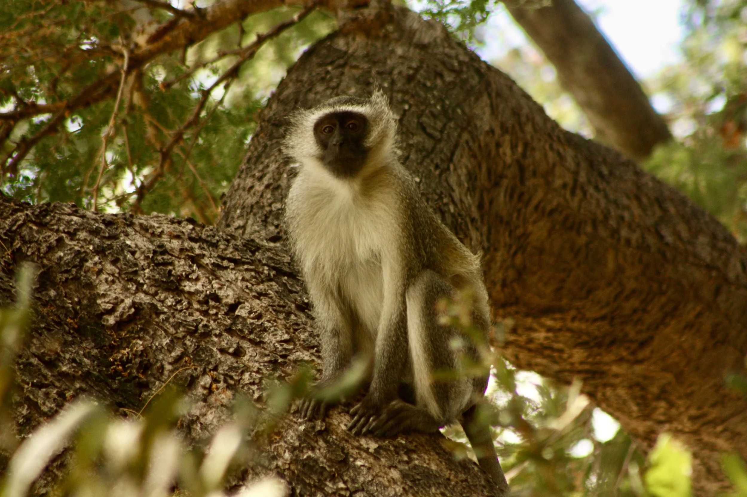 A vervet monkey perches proudly on a thick tree branch, foliage creeps into the corners and along the bottom of the image.
