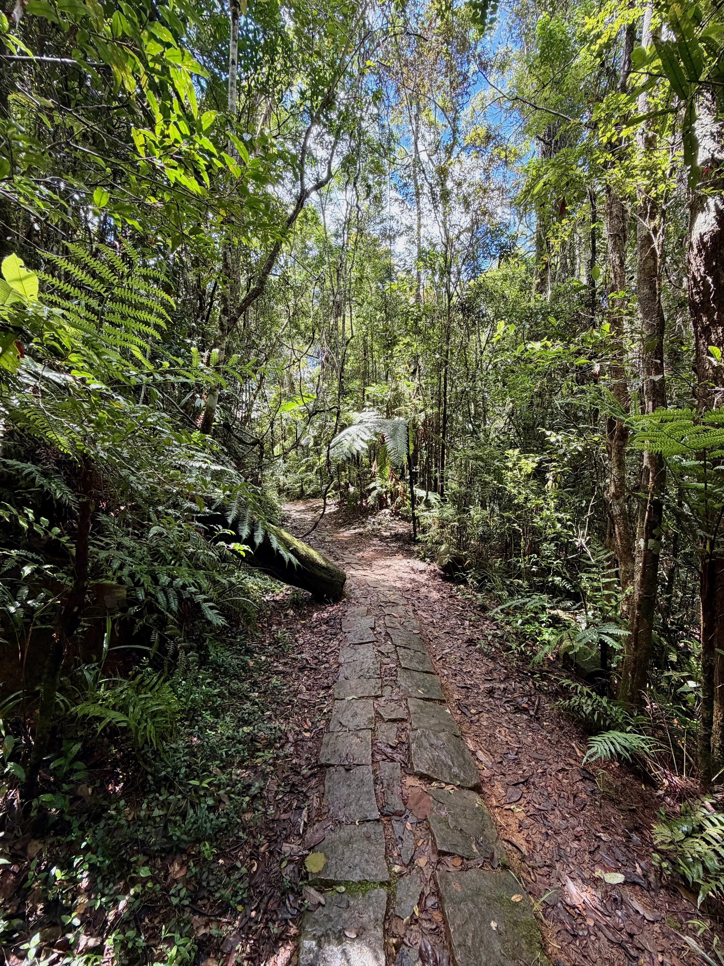 A cobble stone path winds through a forest.