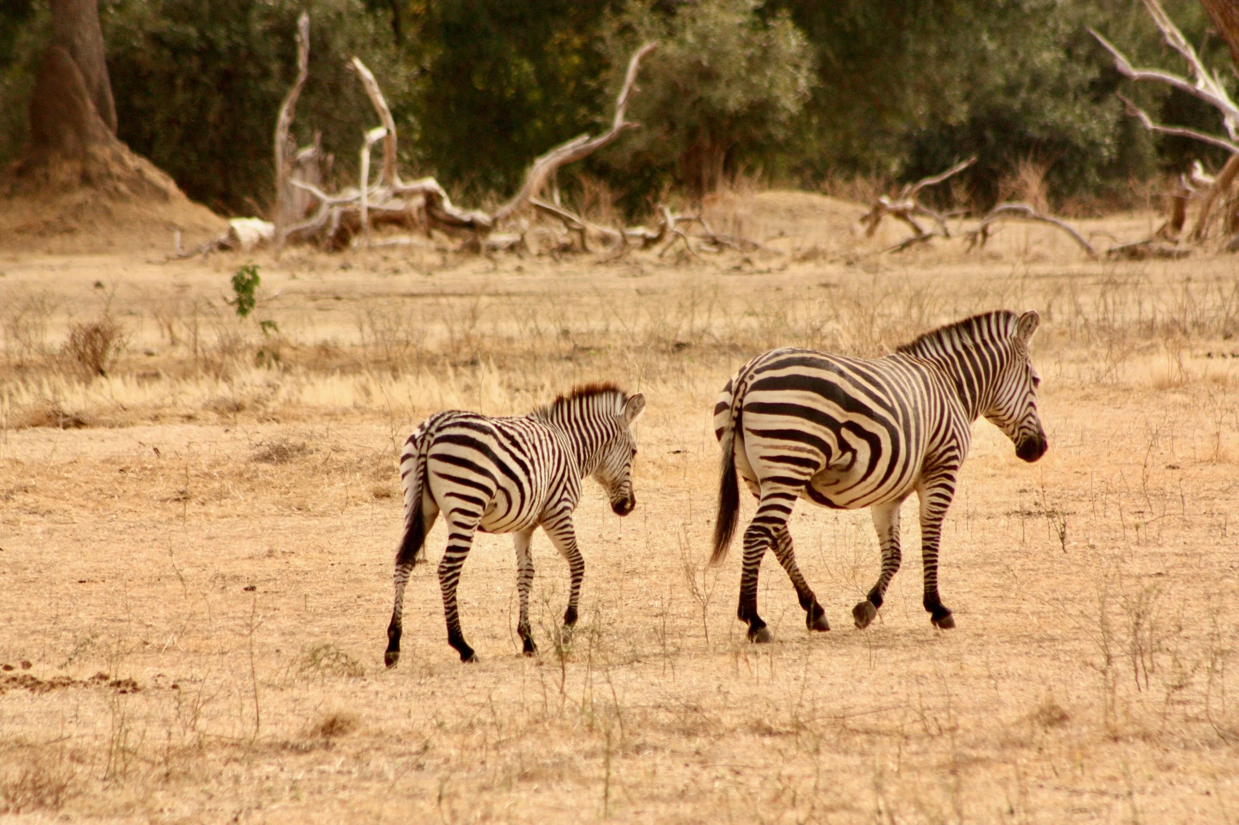 A mother zebra leads her baby, walking away from the screen across a dry, sparsely grassed landscape with trees and fallen branches in the background.