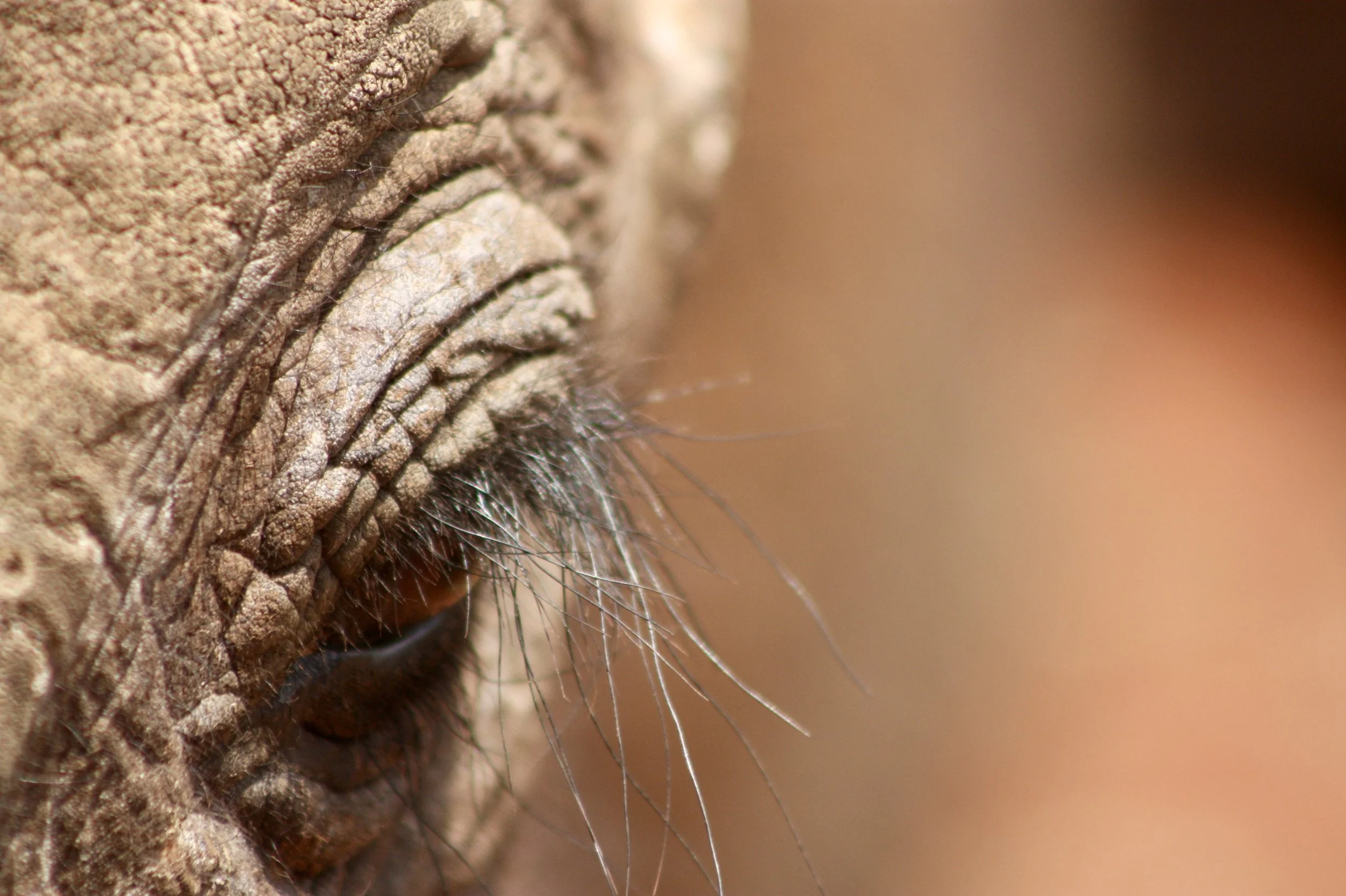 Extreme close up of an elephant's eye, long eye lashes, hazel eye, and wrinkly skin against a terracotta background.