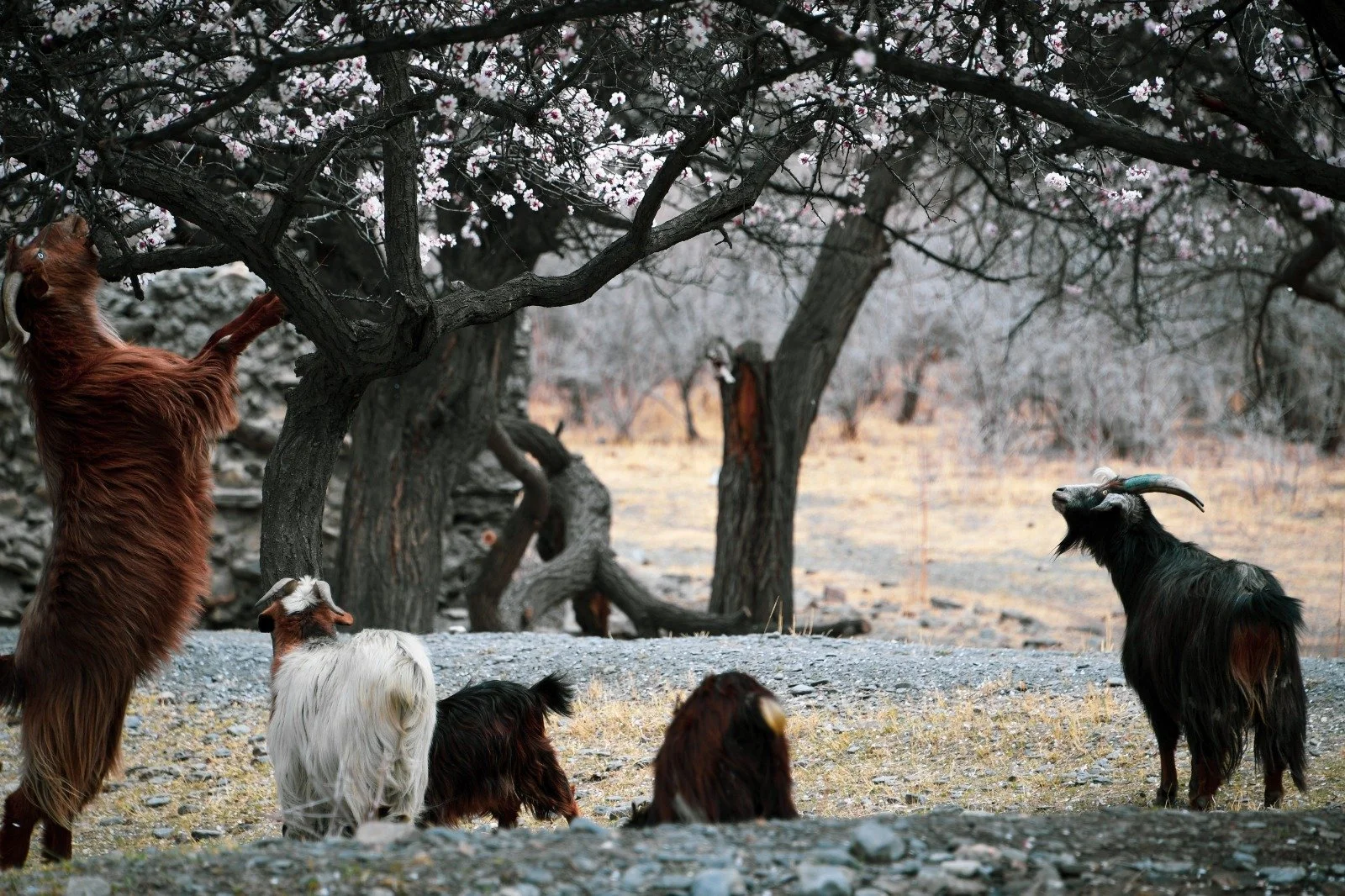 A group of goats grazing and climbing trees outdoors in a dry, wooded landscape.