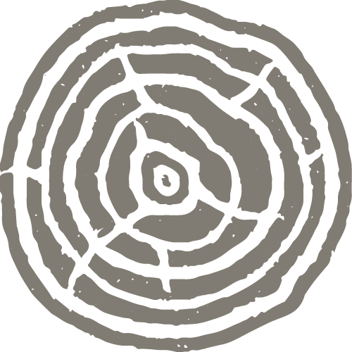 A close-up of a tree cross-section showing tree growth rings.