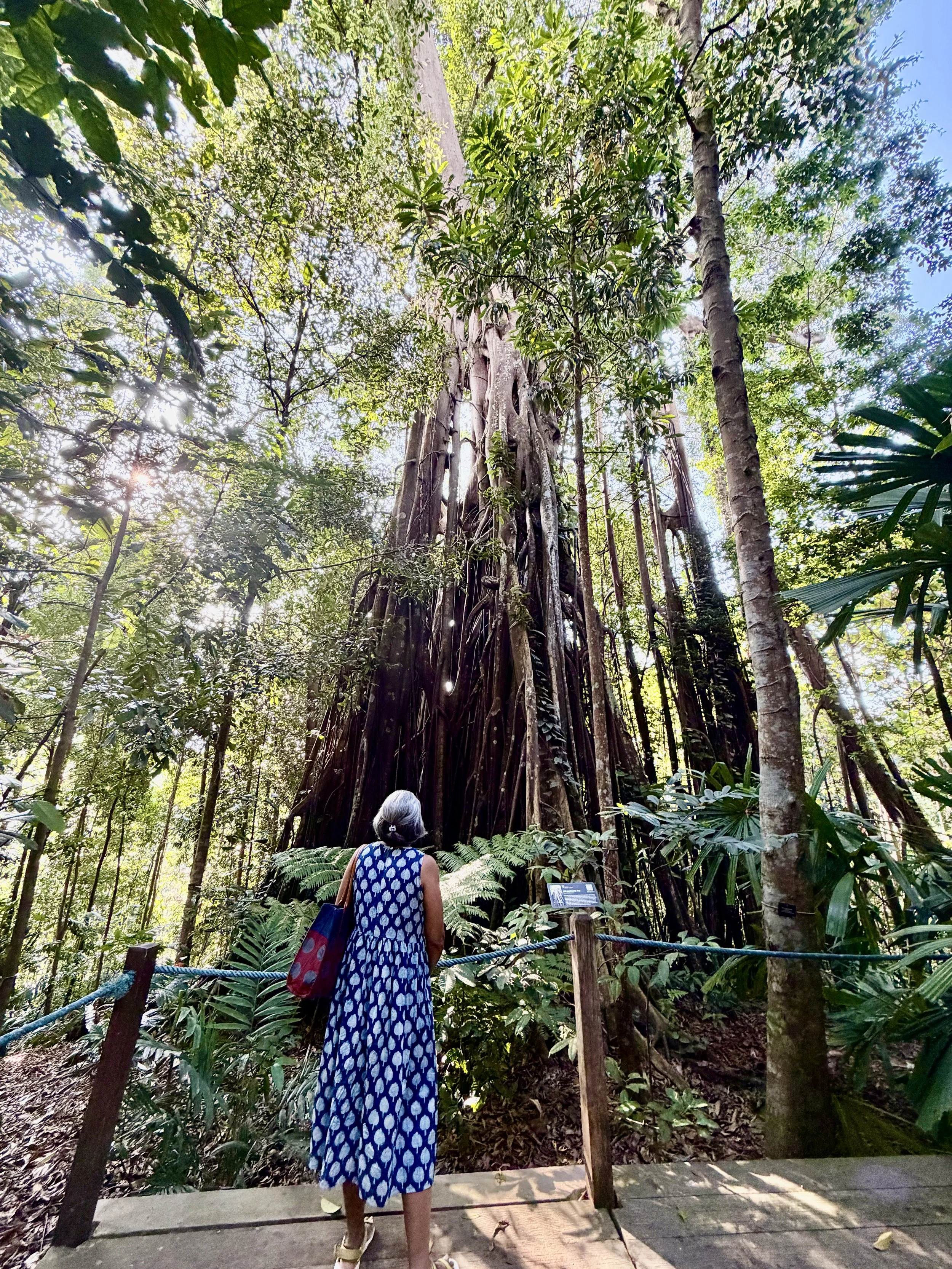 A woman with gray hair, wearing a long blue and white patterned dress, standing on a wooden pathway in a lush rainforest, looking at a large, ancient tree with a thick trunk and extending roots, surrounded by green foliage and sunlight filtering through the canopy.
