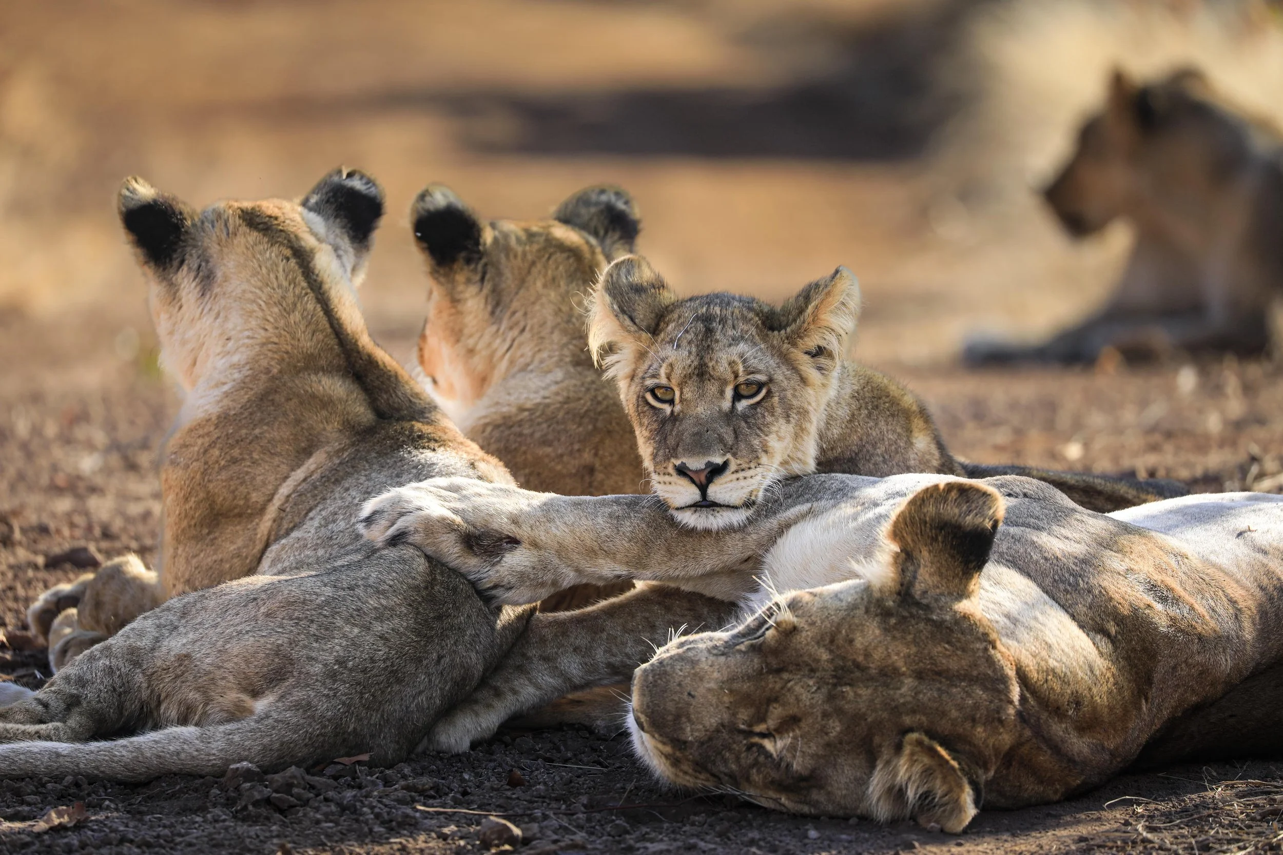 1742999703991_Matetsi-Victoria-Falls_Lions-(3).jpg