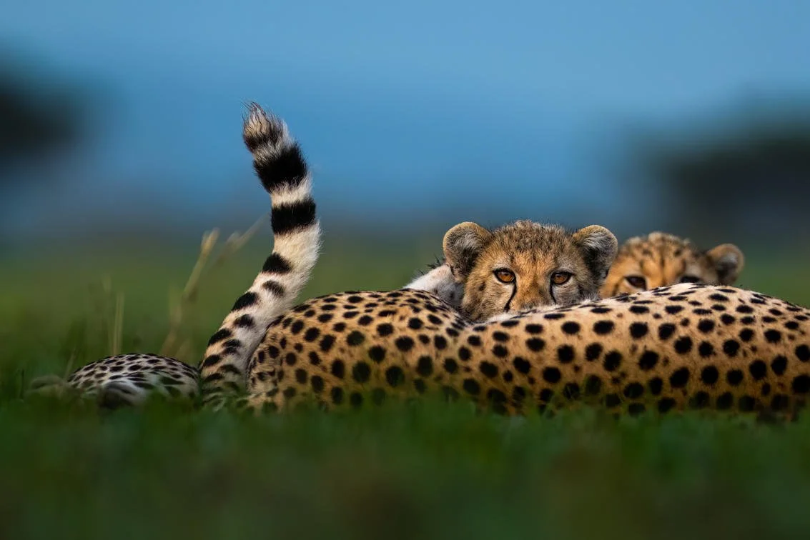 sgr_wildlife_cheetah_and_cubs_ross_couper_1_3.jpg