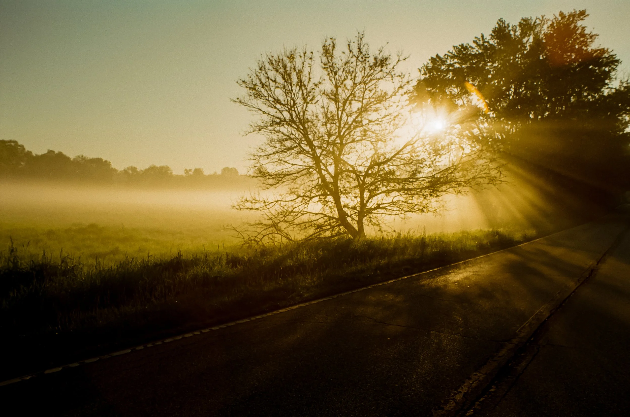 mishawaka_foggy sunrise tree.jpg