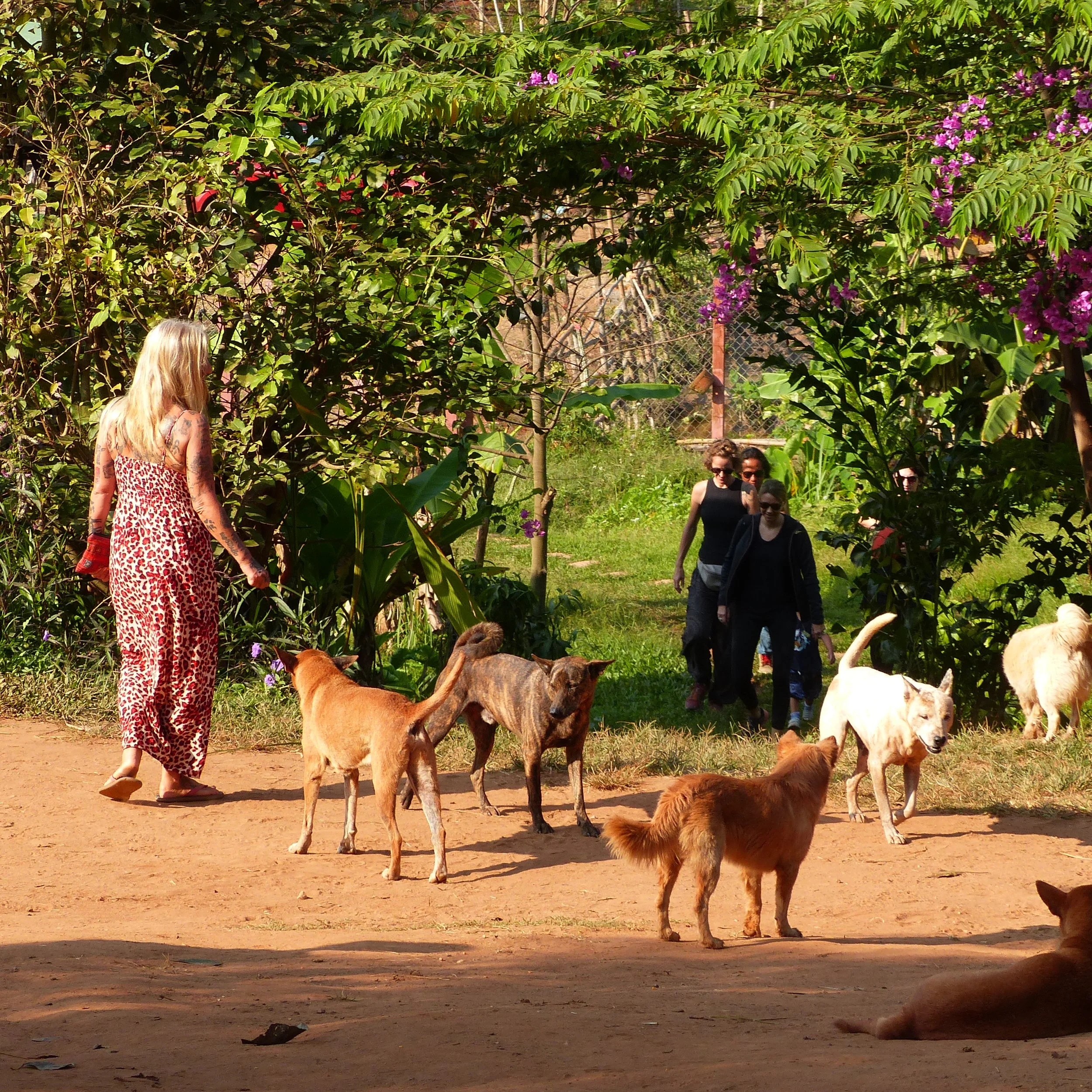 Asie. Thailande. Hors des sentiers battus. Elephants. Ethique. Reconnexion.Authenticité..JPG