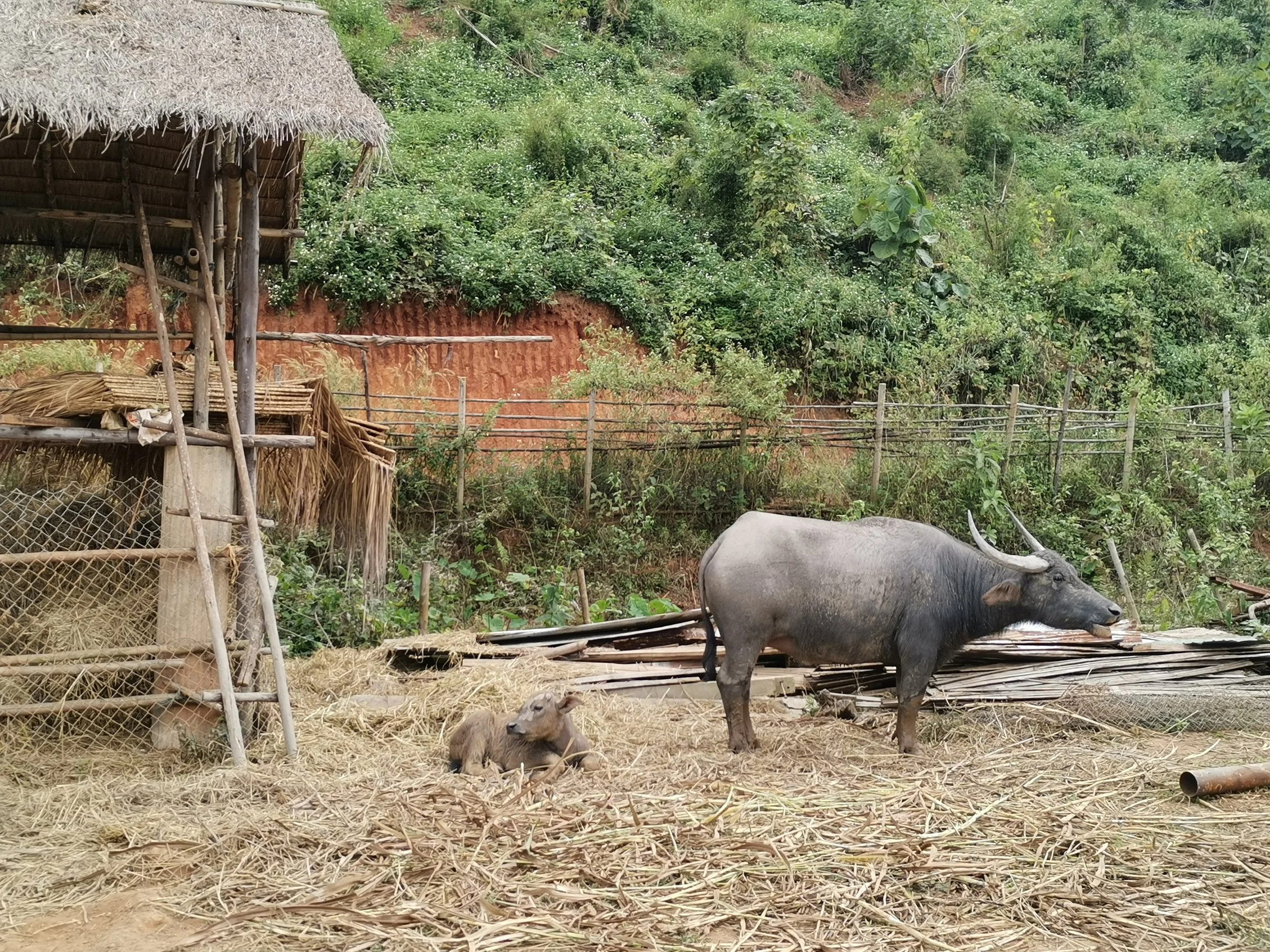 Asie. Thailande. Hors des sentiers battus. Elephants. Ethique. Reconnexion.Authenticité..jpg