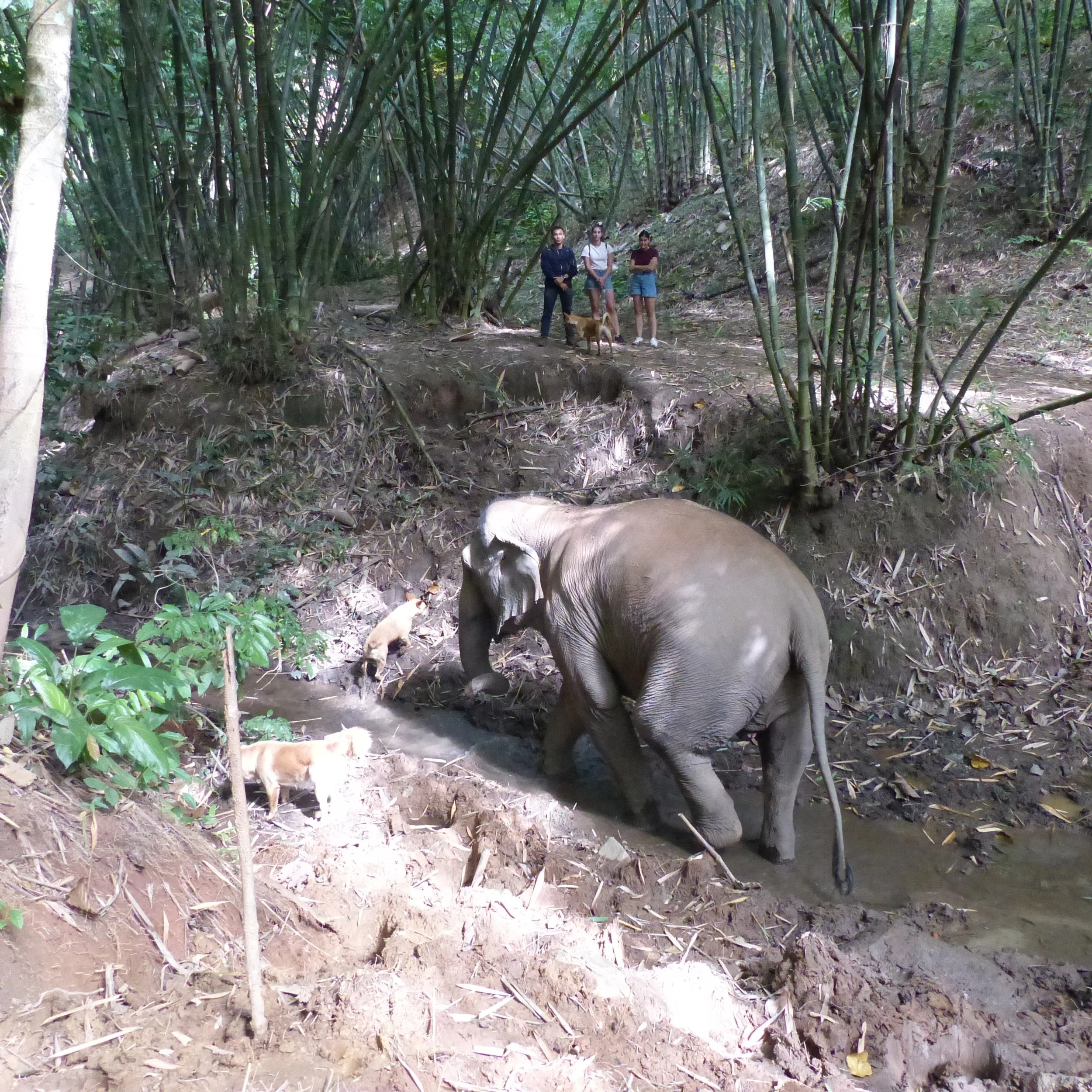 Asie. Thailande. Hors des sentiers battus. Elephants. Ethique. Reconnexion.Authenticité..JPG