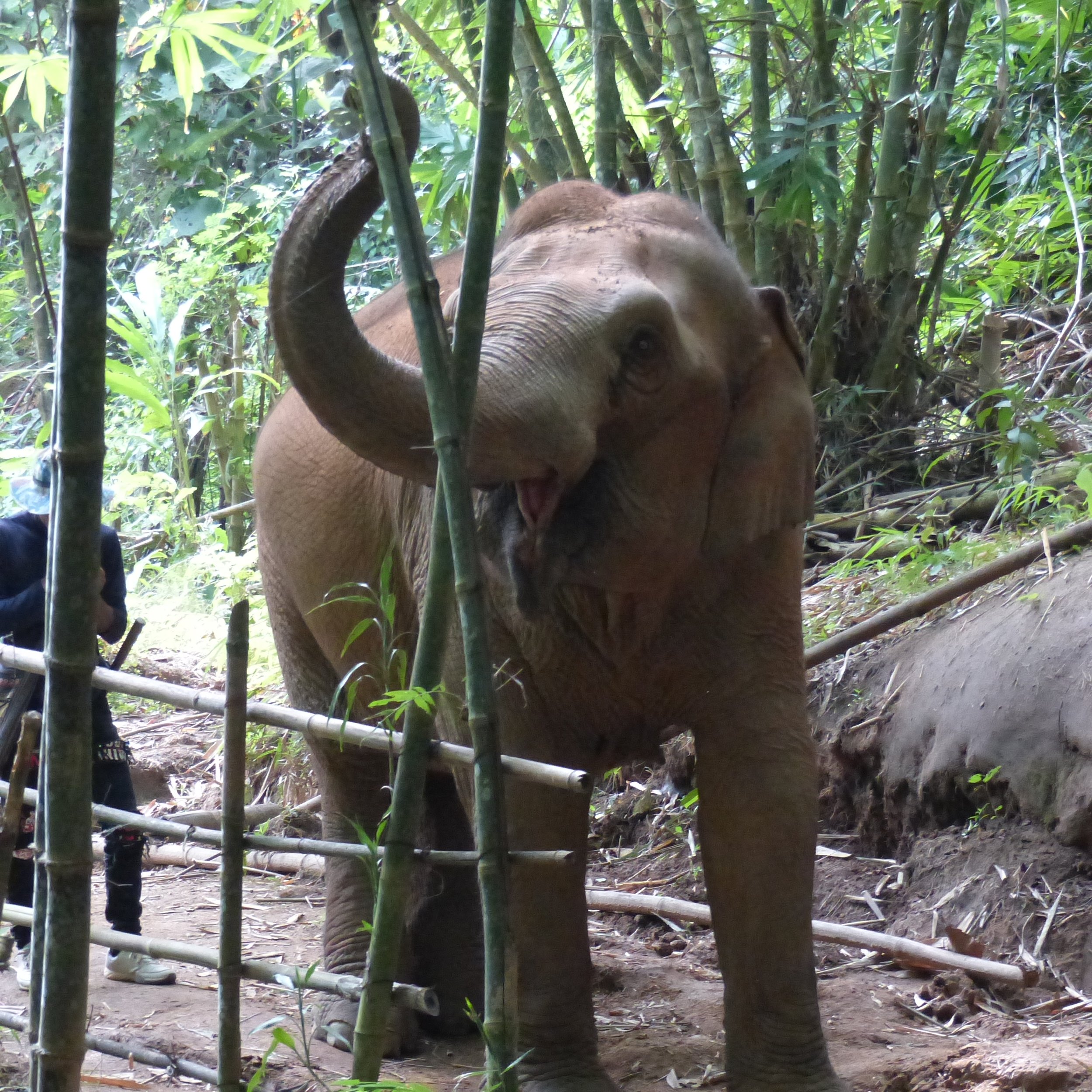 Asie. Thailande. Hors des sentiers battus. Elephants. Ethique. Reconnexion.Authenticité..JPG