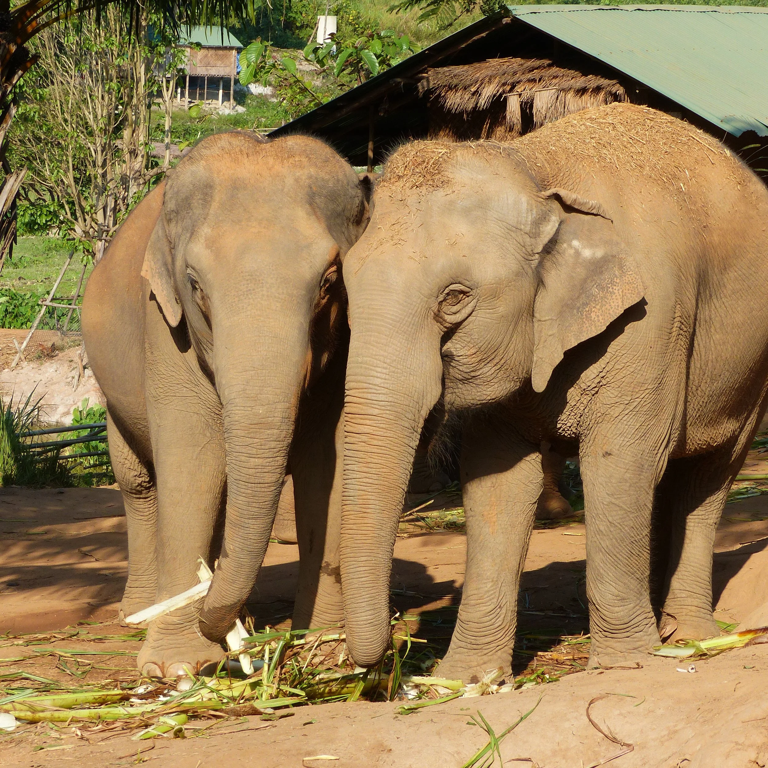 La Thailande du Nord, entre éléphants et villages isolés des montagnes !