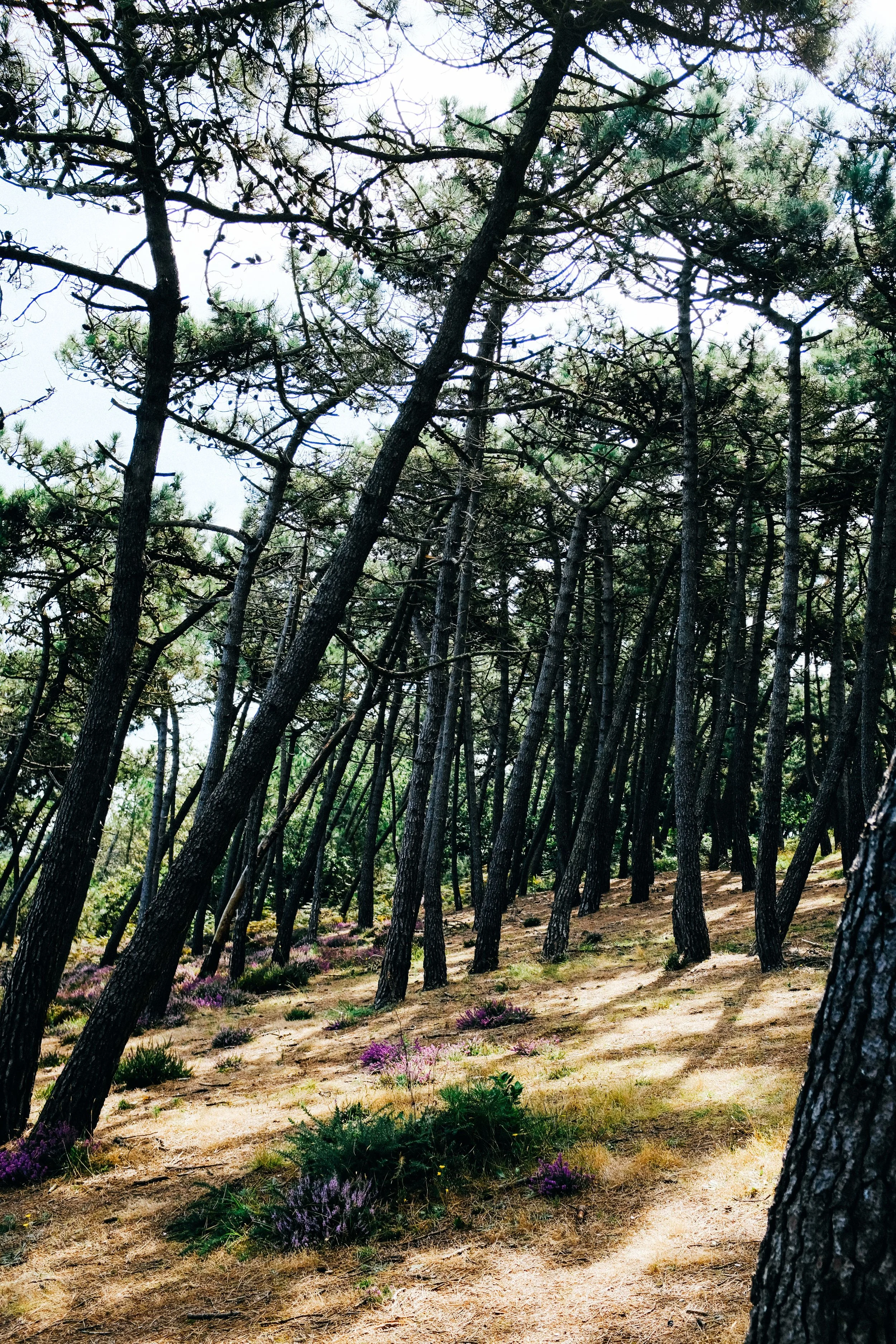 pexels-adrien-olichon-1257089-9328980.jpg