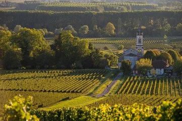 vignoble sauternes.jpg