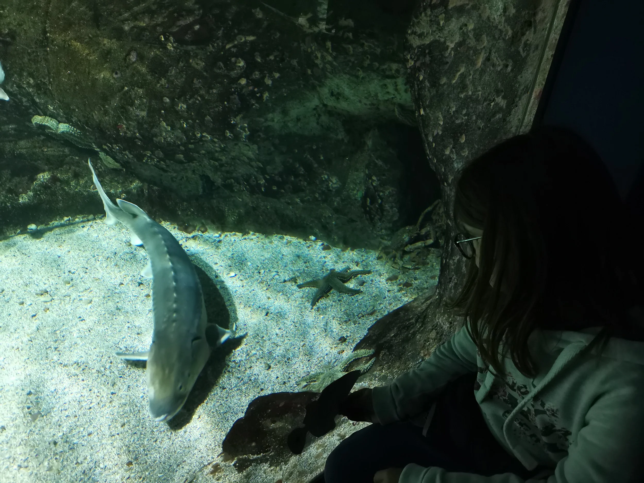 Une plongée sous-marine dans un environnement rocheux où l'on peut voir plusieurs poissons, notamment un qui ressemble à un requin.