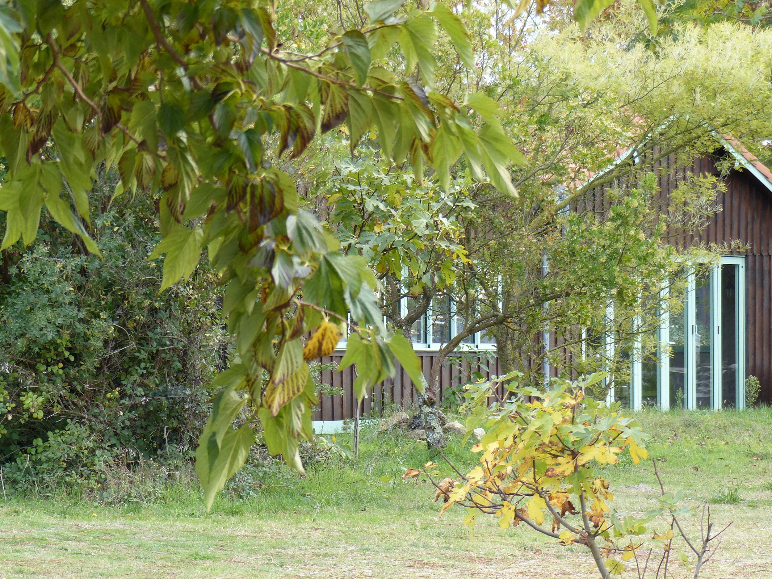 Un jardin avec des arbres feuillus verts et jaunes, des fenêtres d'une maison en bois en arrière-plan, et une pelouse verte au premier plan.