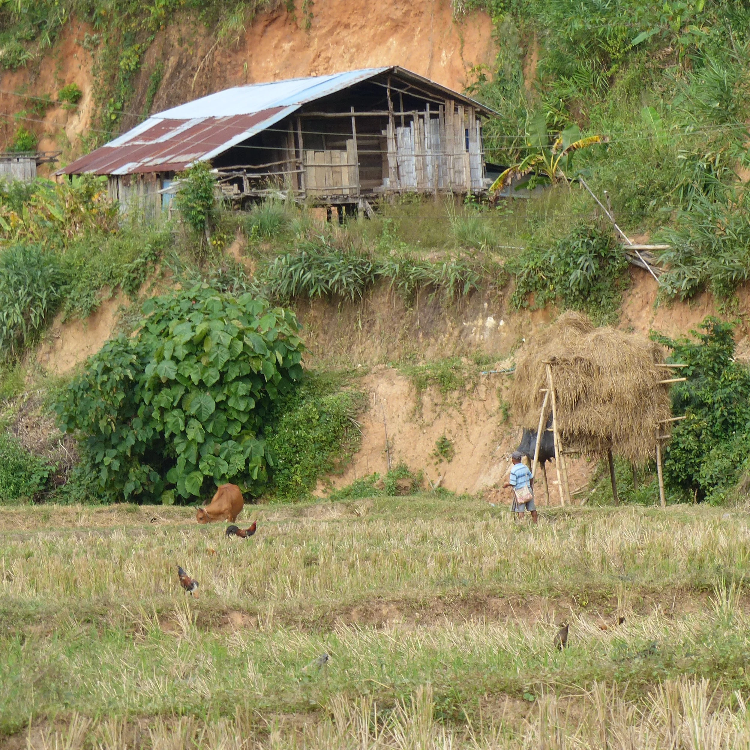 Une maison en bois sur pilotis entourée de végétation luxuriante dans une zone rurale, avec un homme et un cheval à proximité et un chien dans un champ.