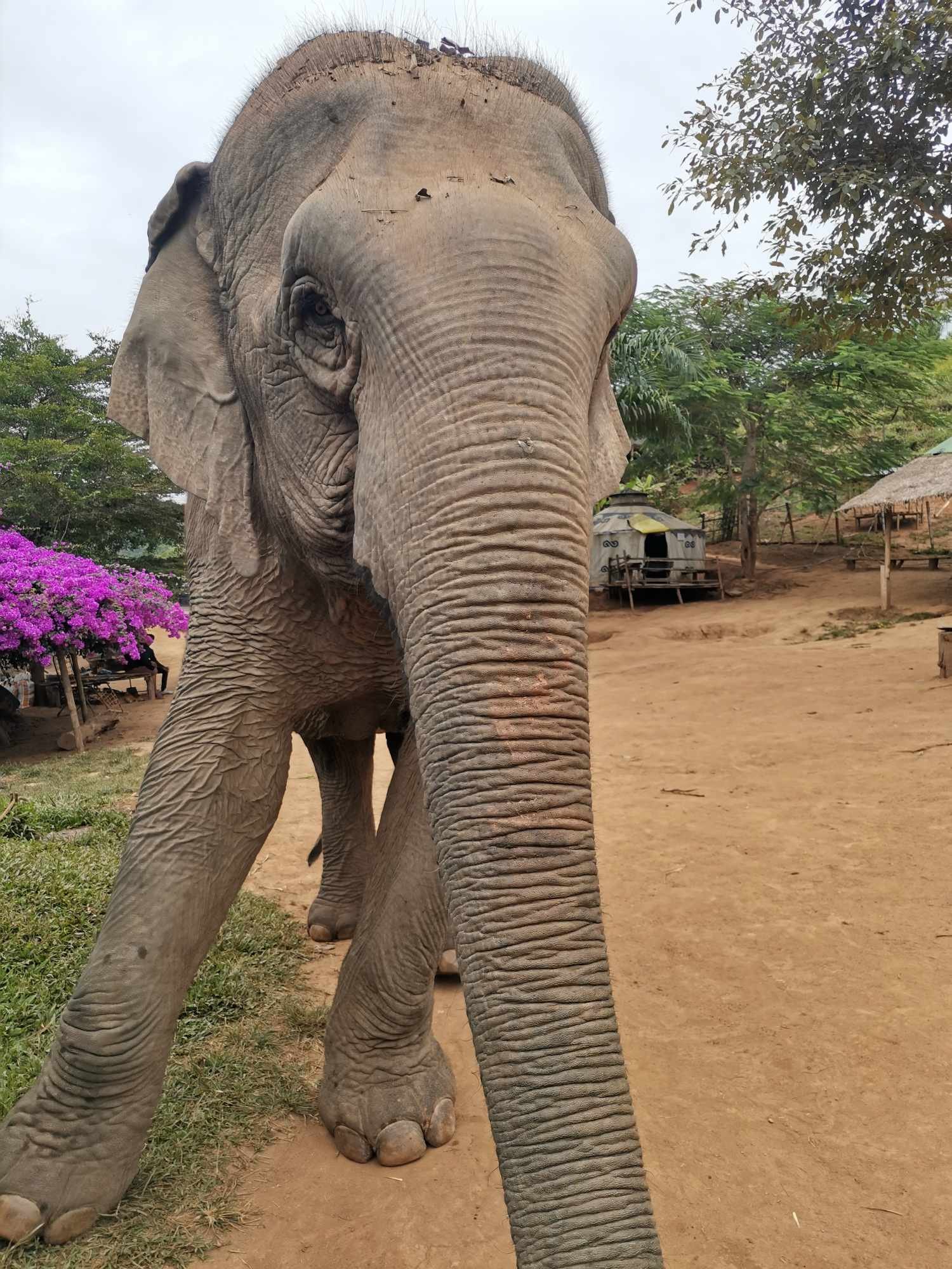 Un éléphant africain dans un environnement naturel avec des arbres, une étable et un sol en terre.