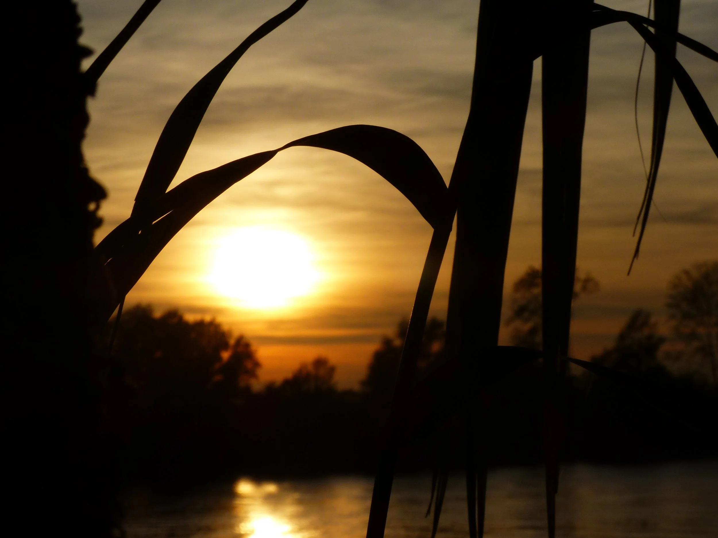 Silhouette de plantes et d'une structure en toile de fond du coucher de soleil sur un plan d'eau.